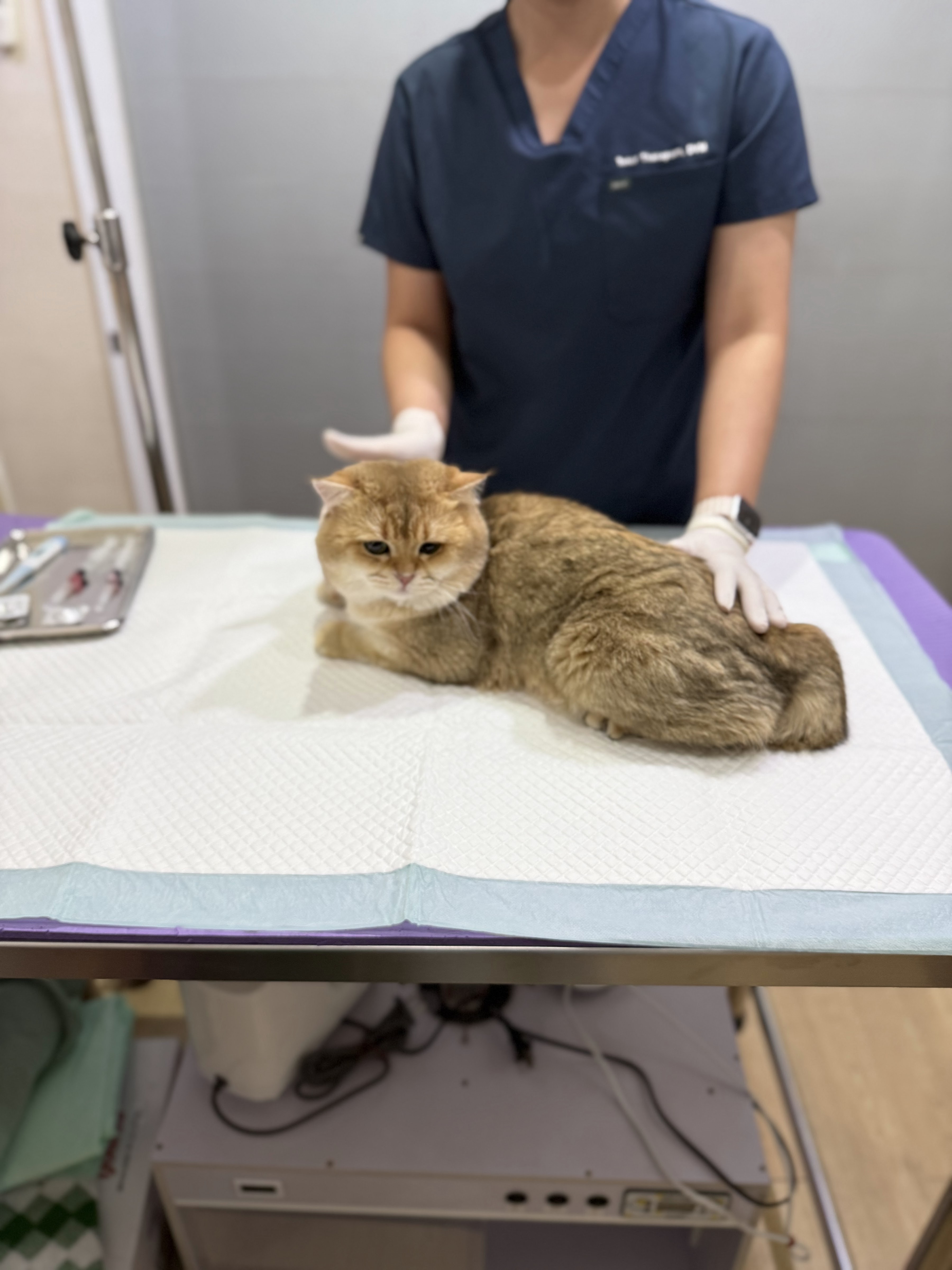Kindness clinic treats animals