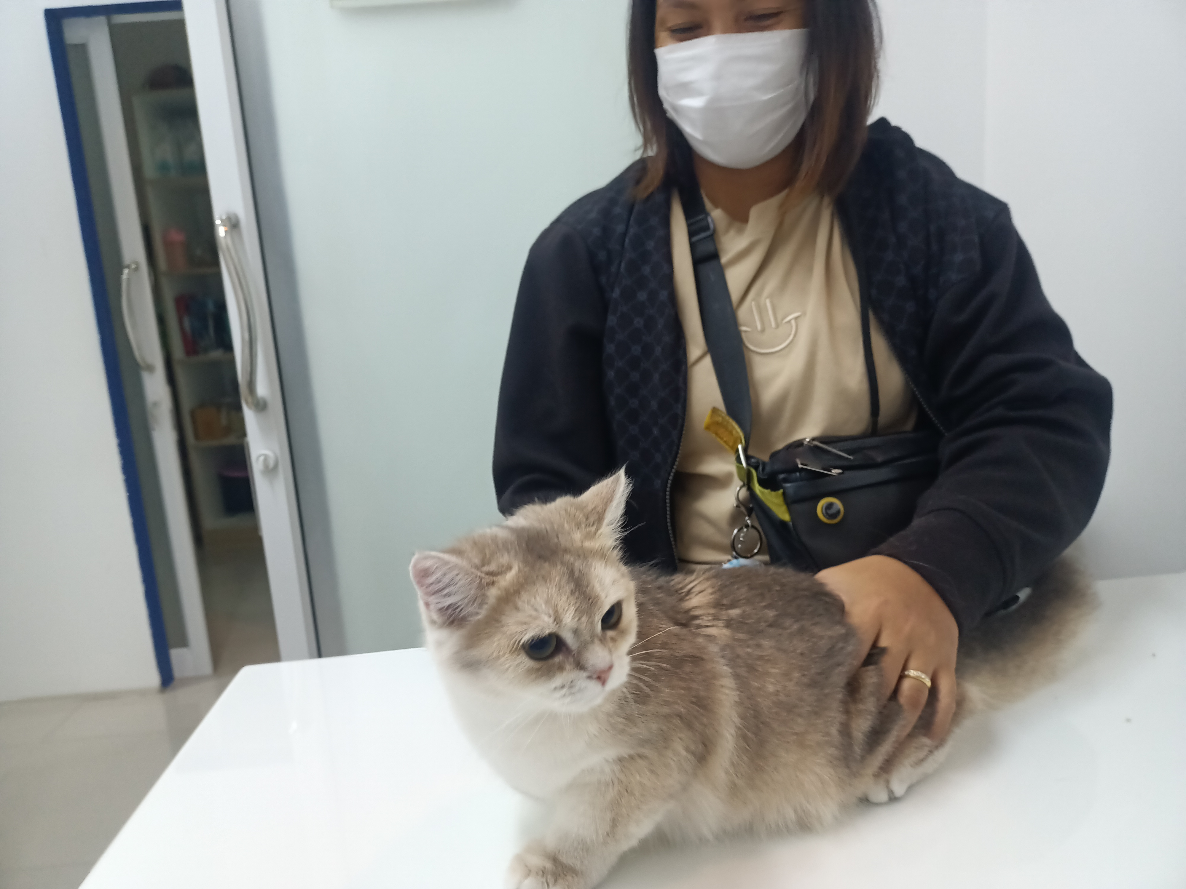 J&P Clinic Animal Treatment