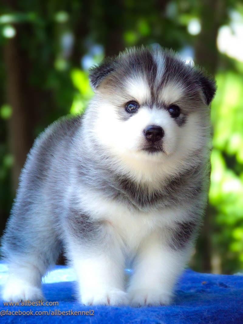 Allbest kennel
