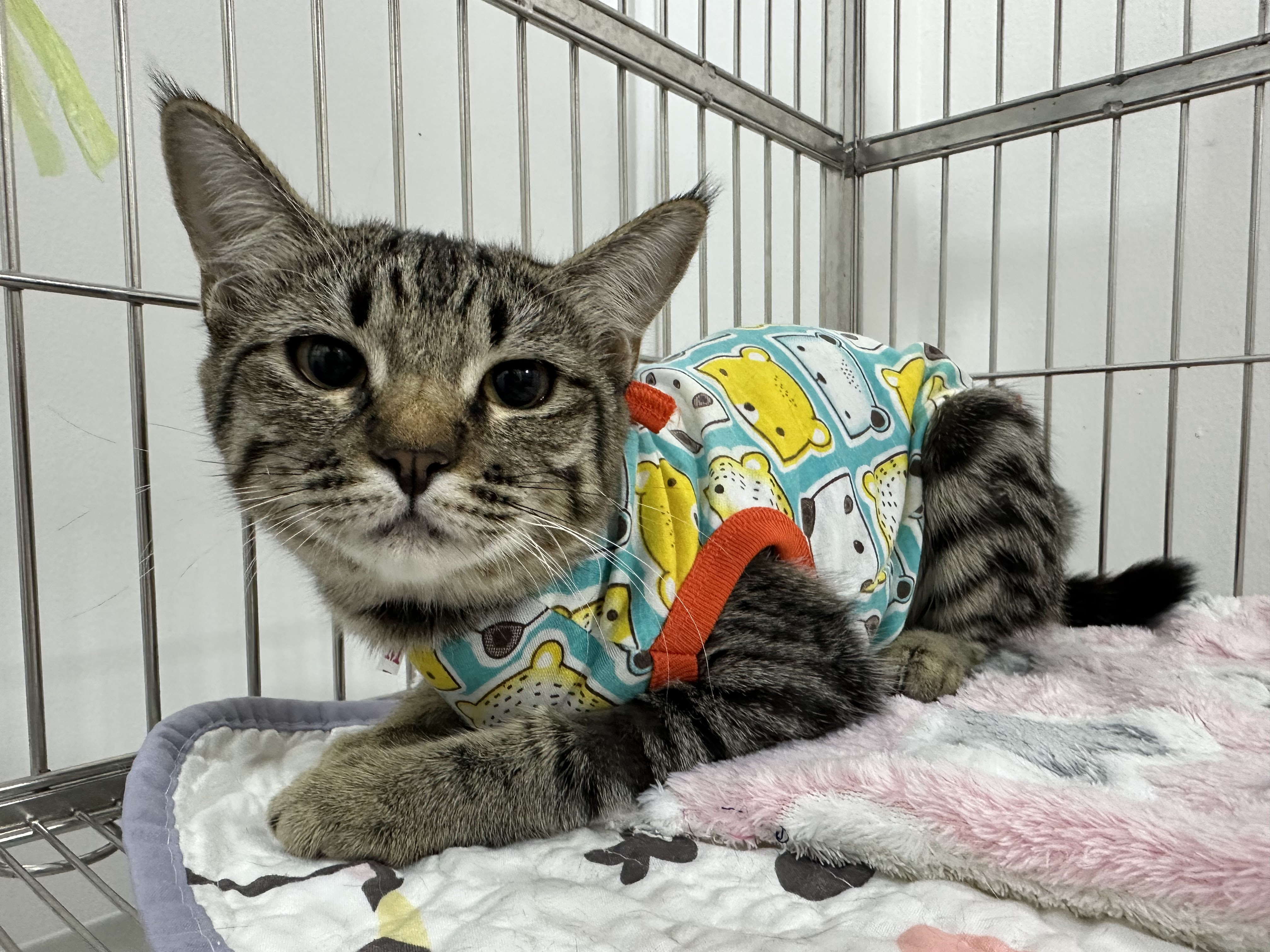 JS Pet Clinic