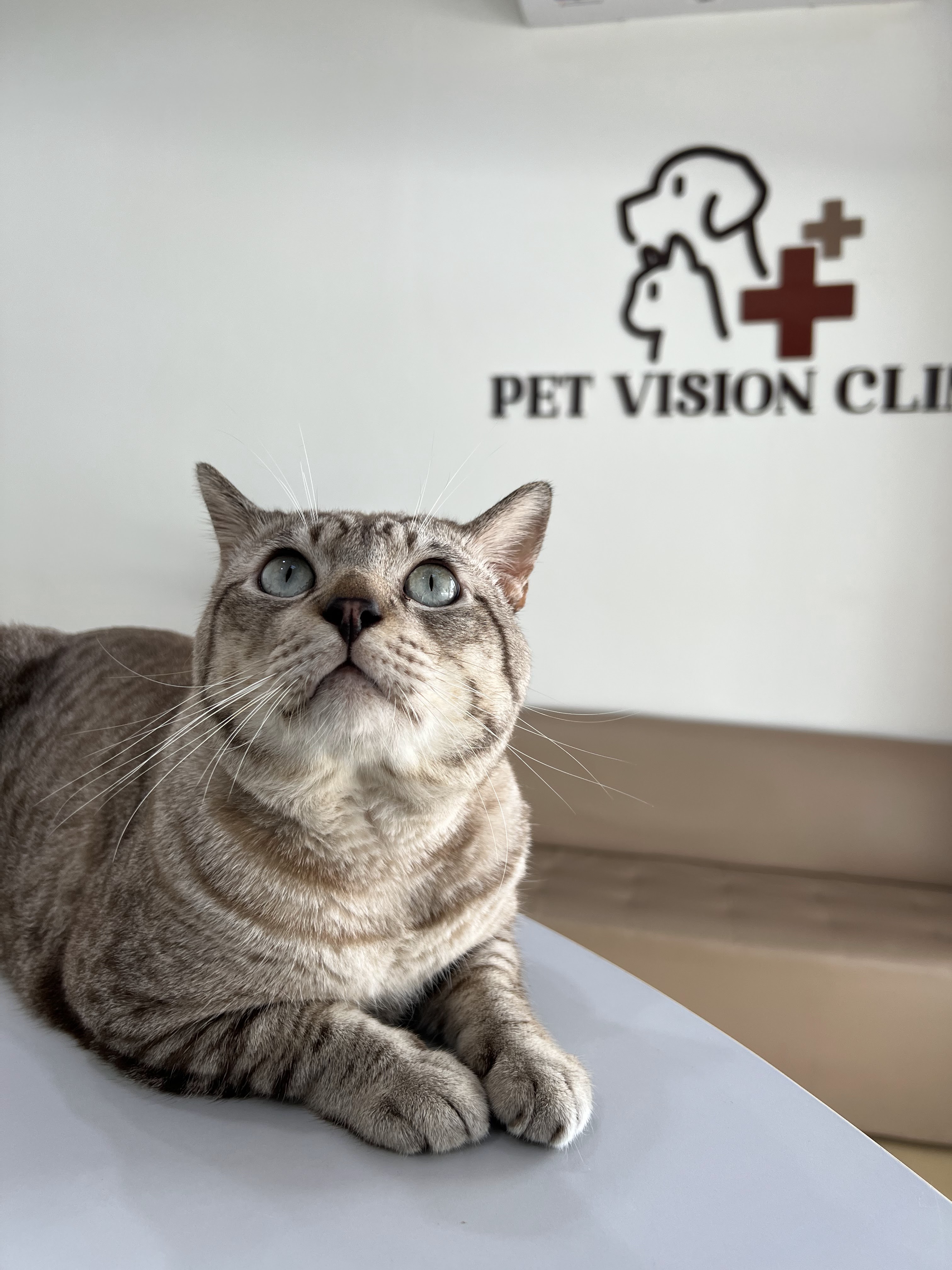 Pet Vision Hospital