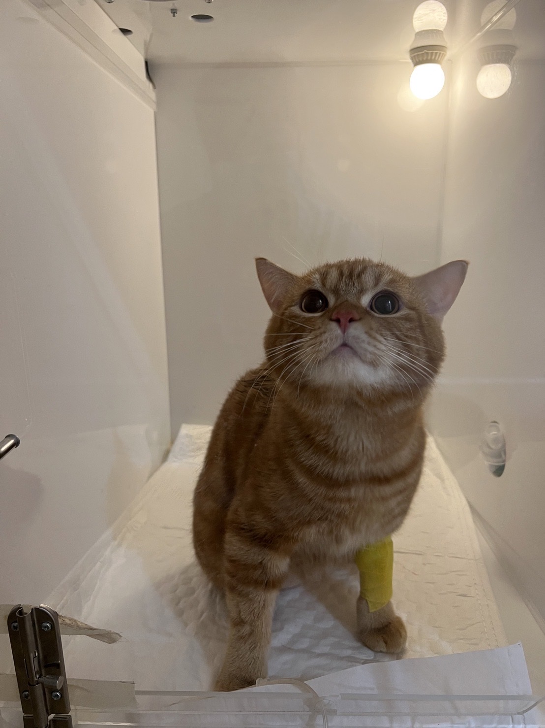 Petbesties Animal Hospital