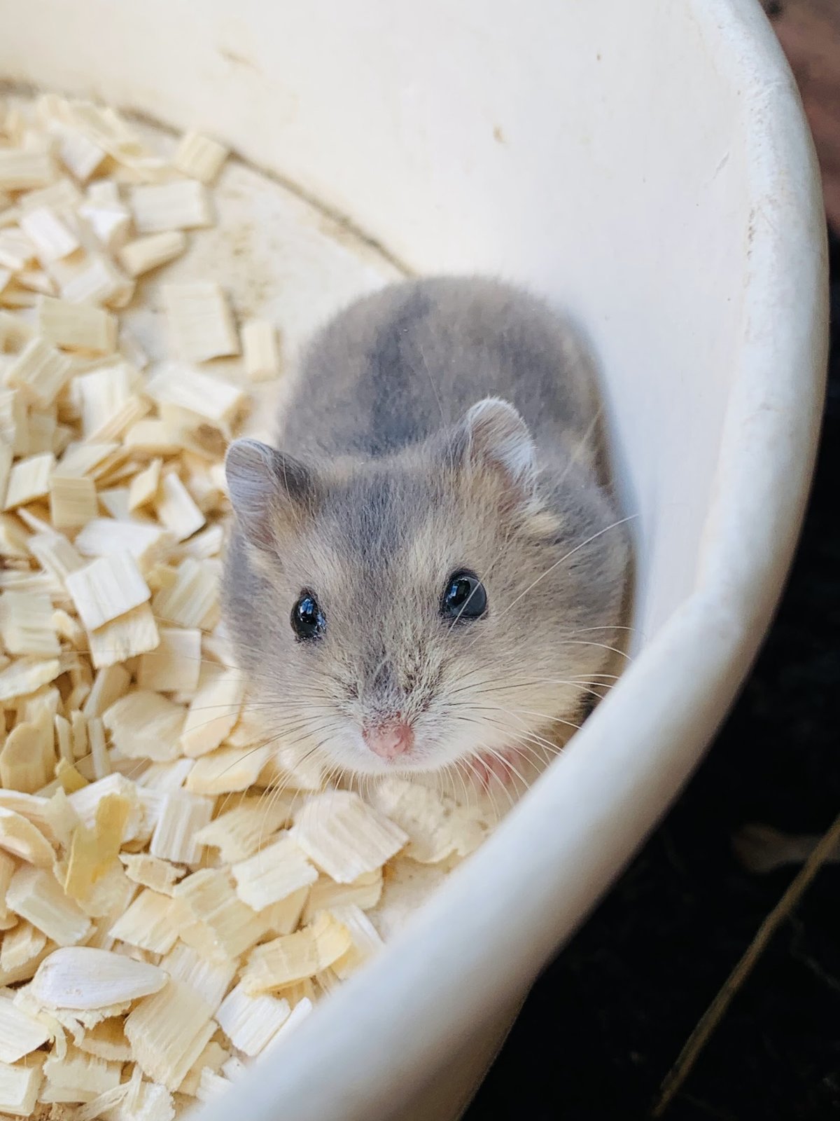 Pos hamster shop