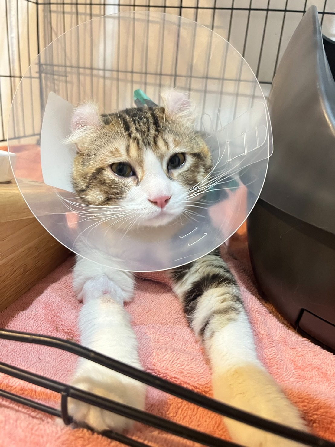 PUURR+ pet hospital
