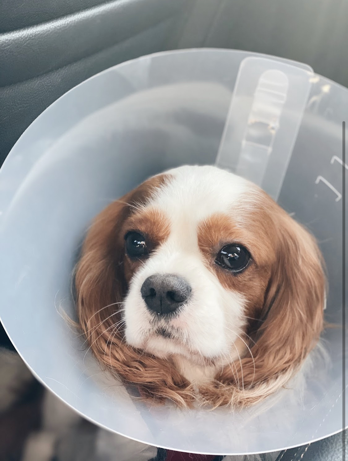 The Wisdom Animal Hospital
