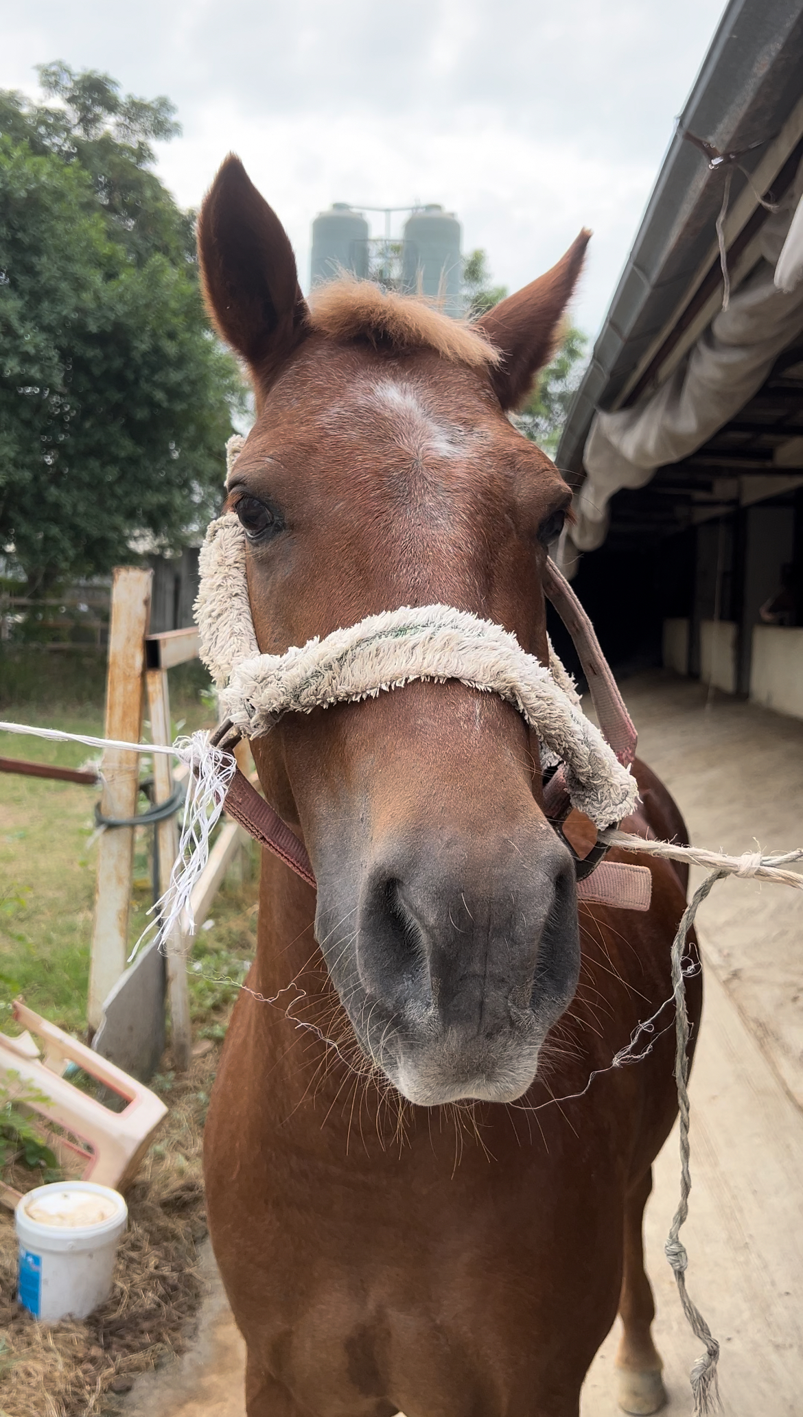 Horse Master Thailand
