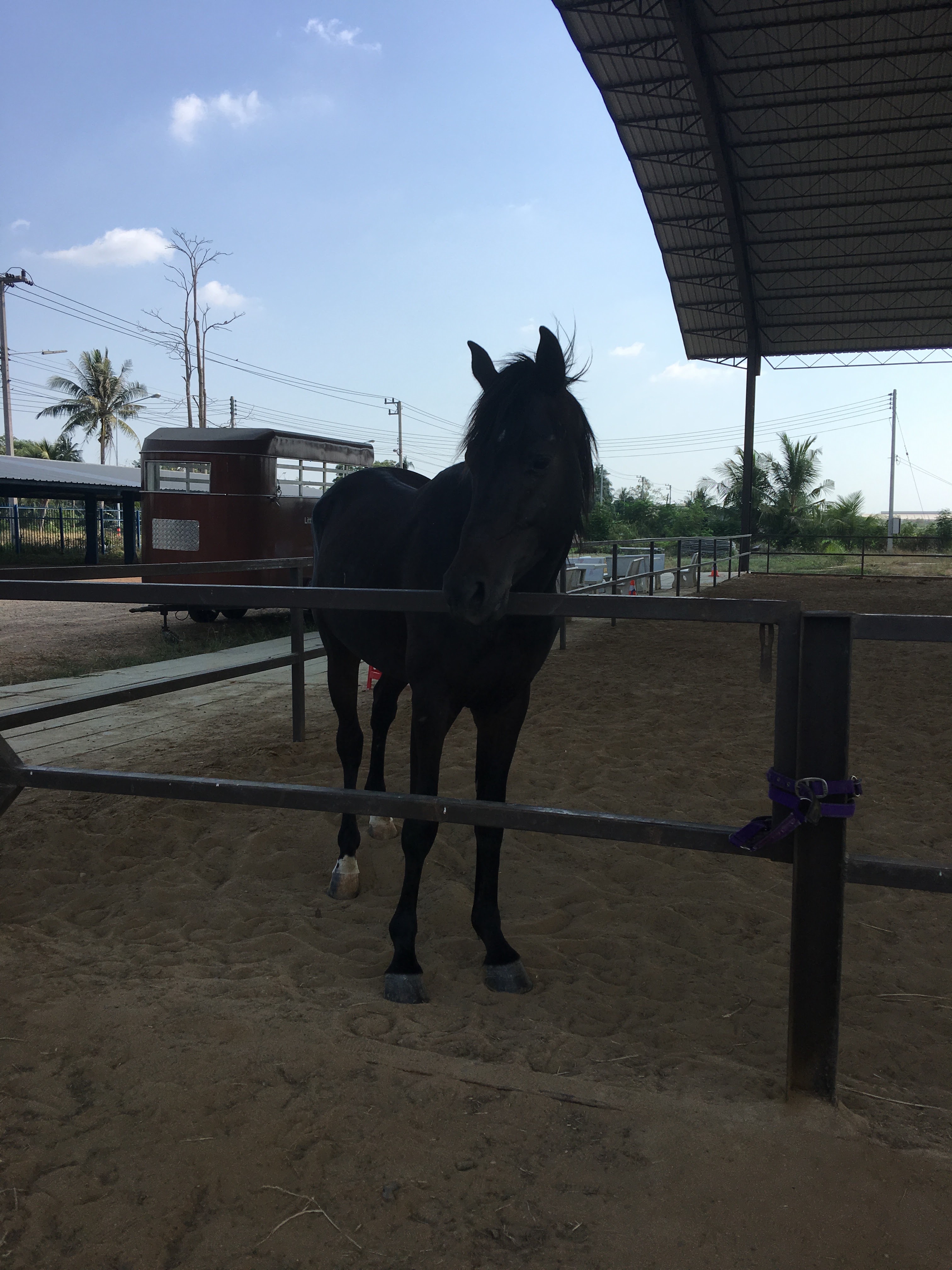 Little Bit Horse Club Klong 10