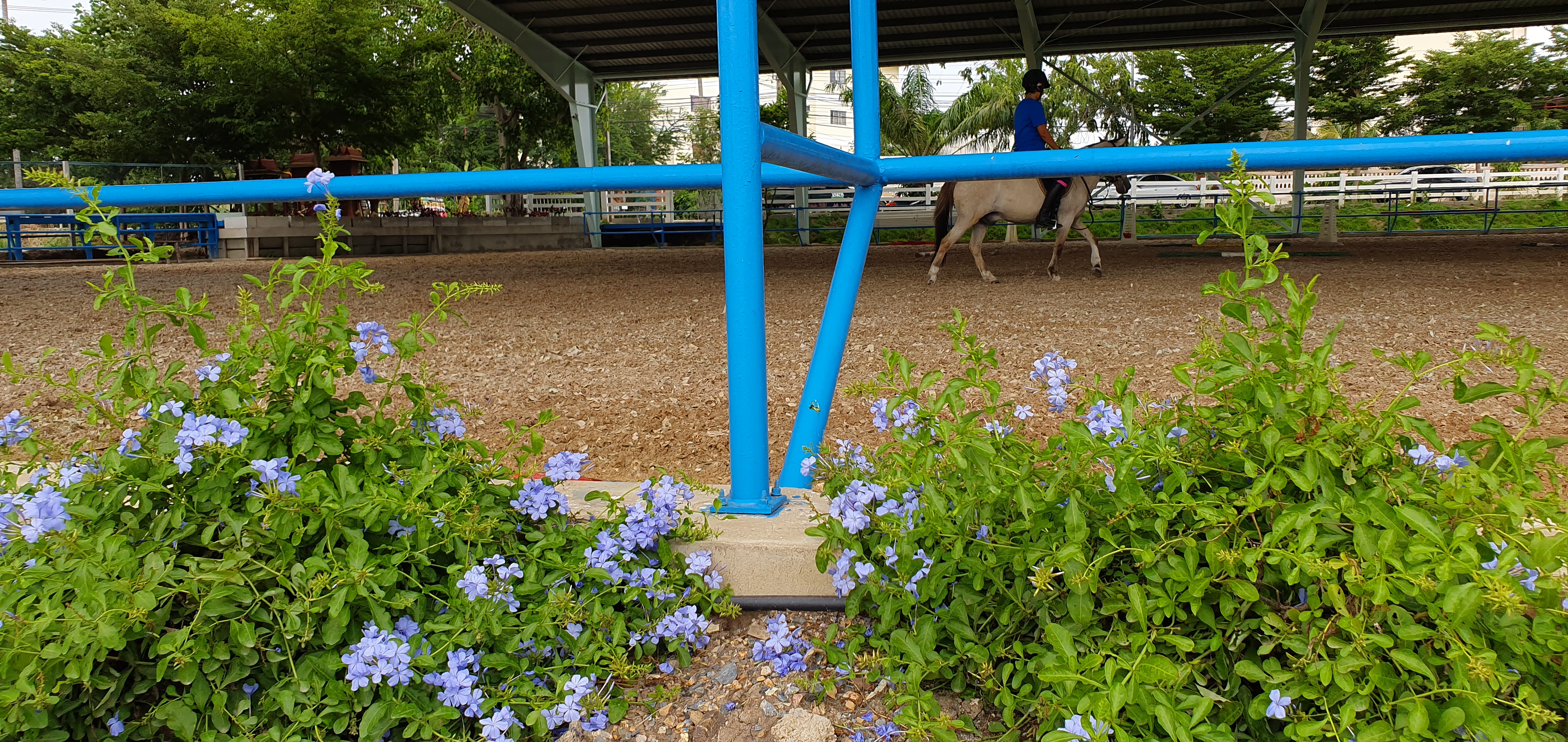 NESC [New Equestrian Society Club