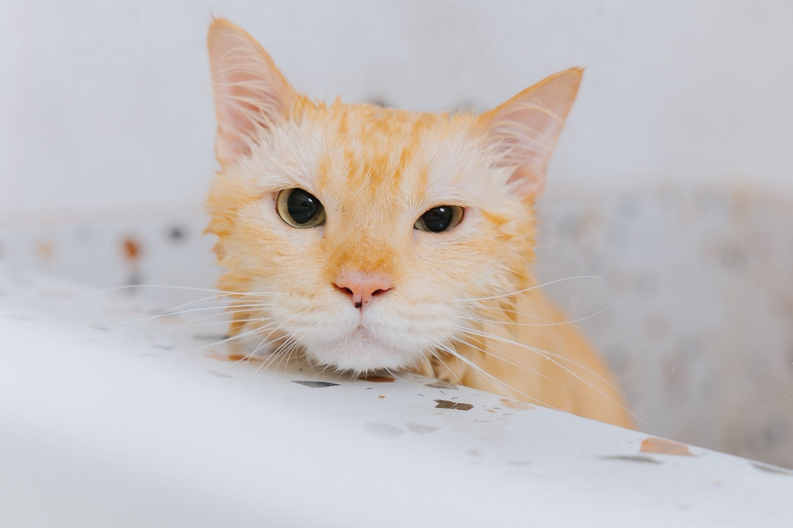 My Buddy pet clinic