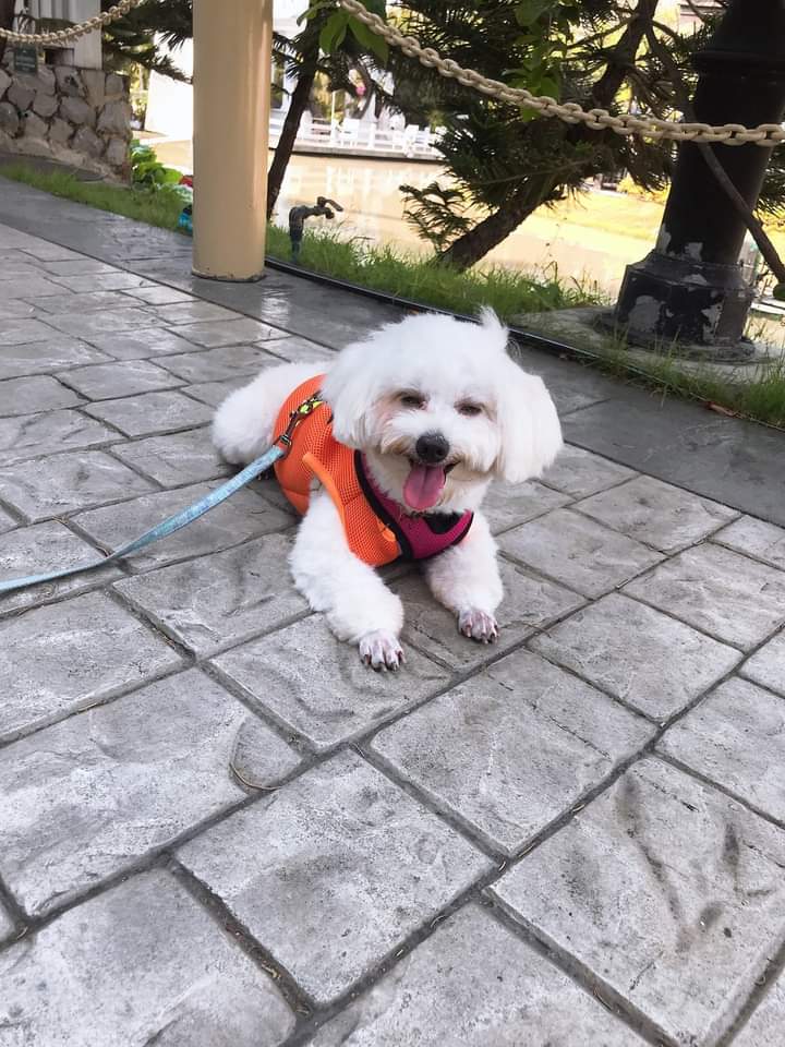 Top Dog Grooming & Homestay