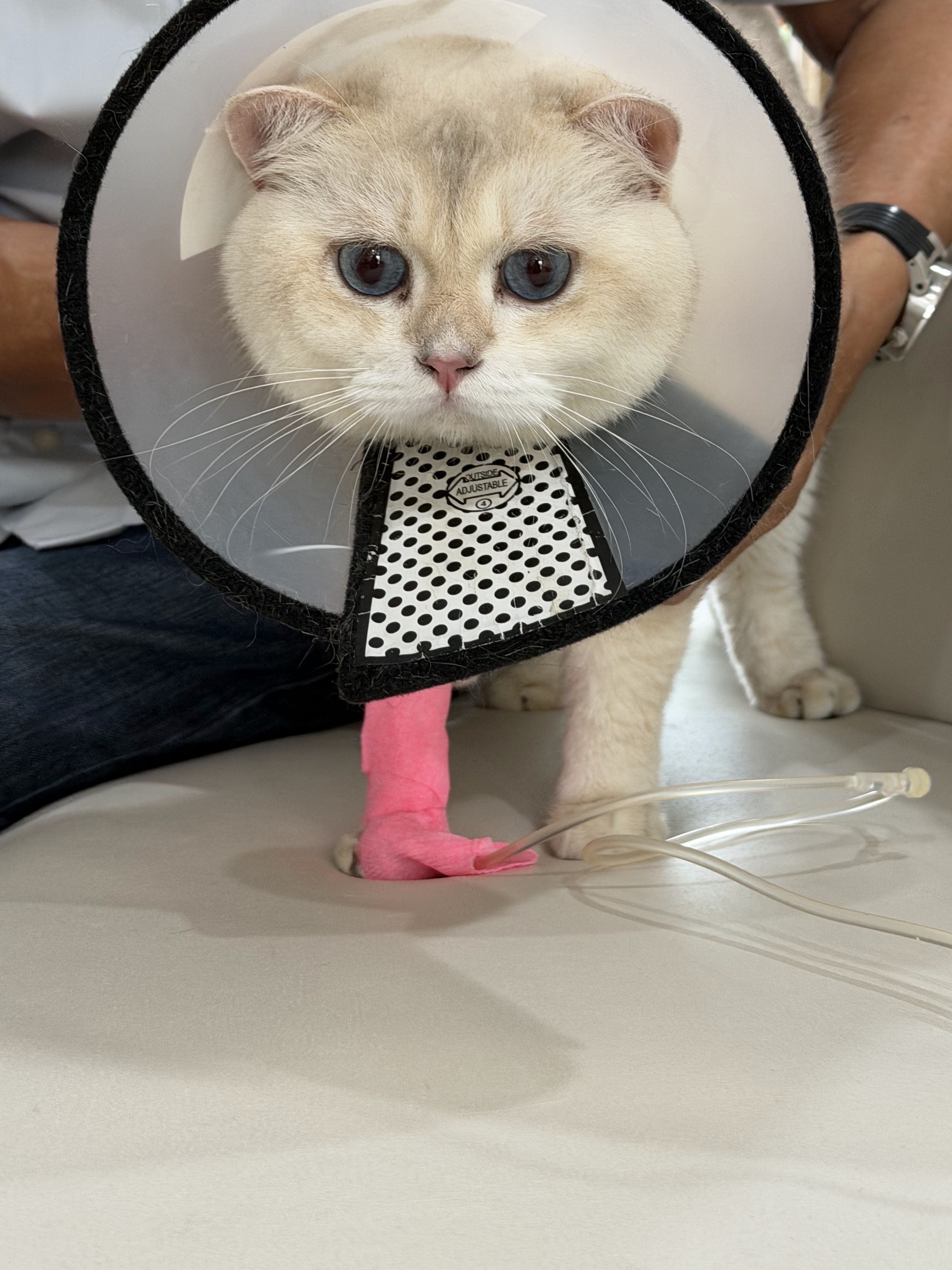 Aniworld Phuket Pet Hospital