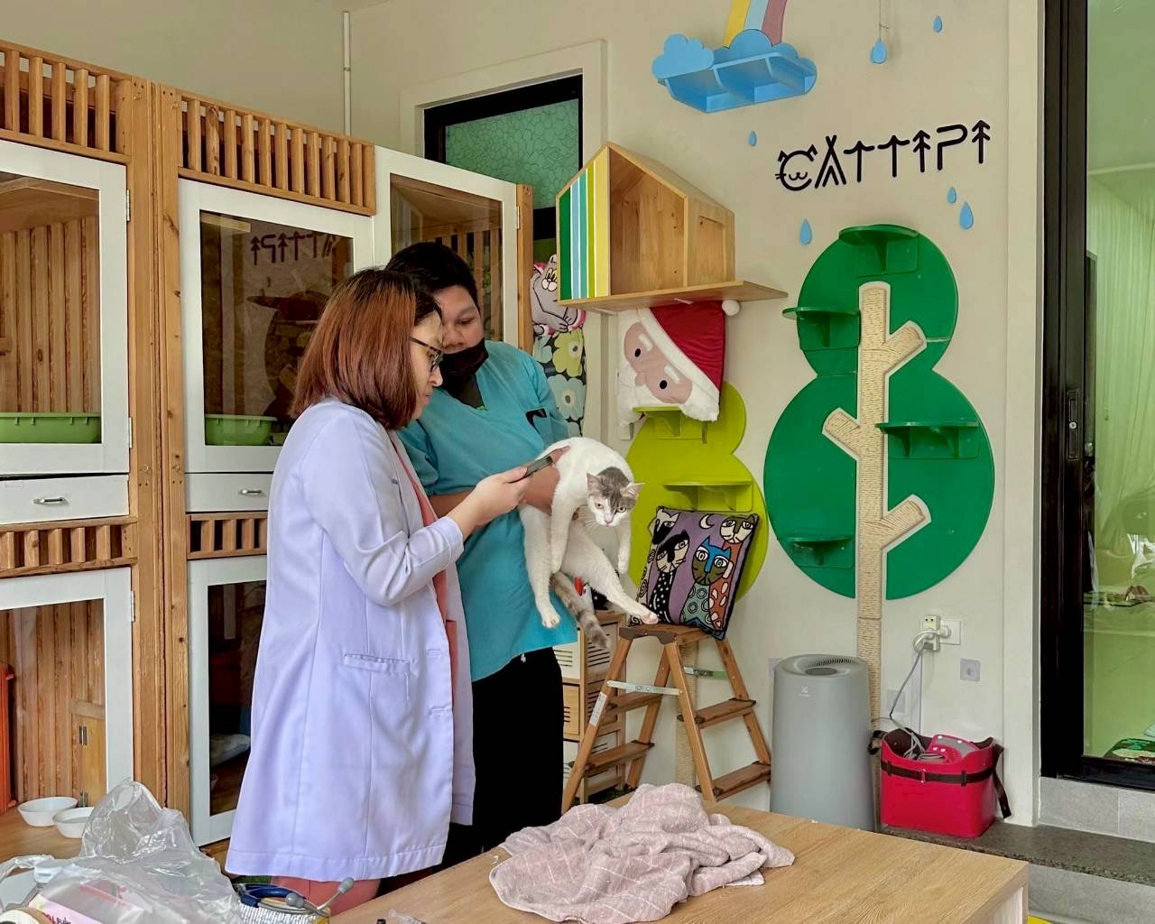 Cat Hotel and Grooming