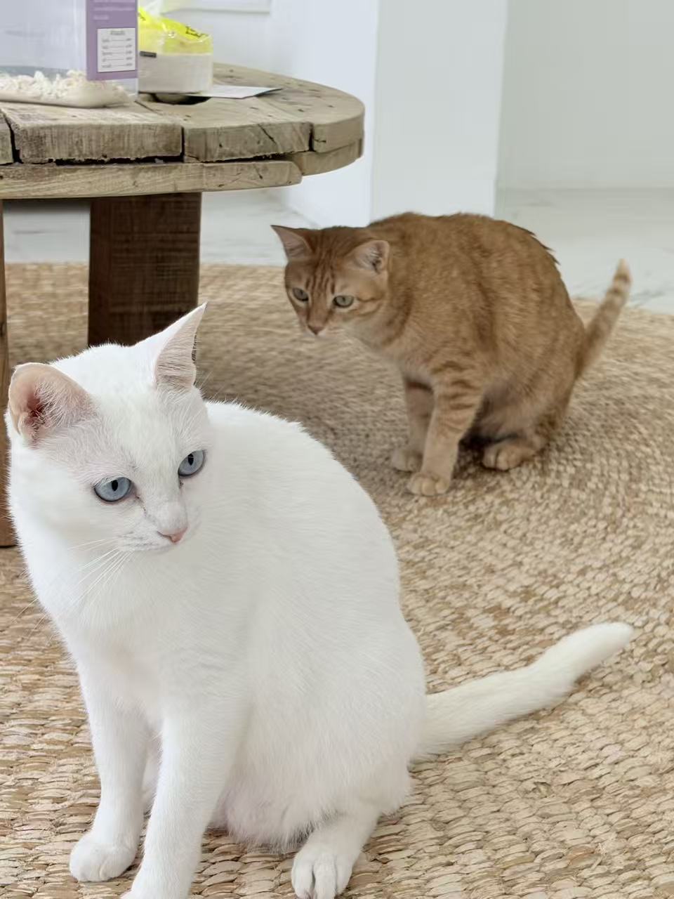 Cat Talay Hotel