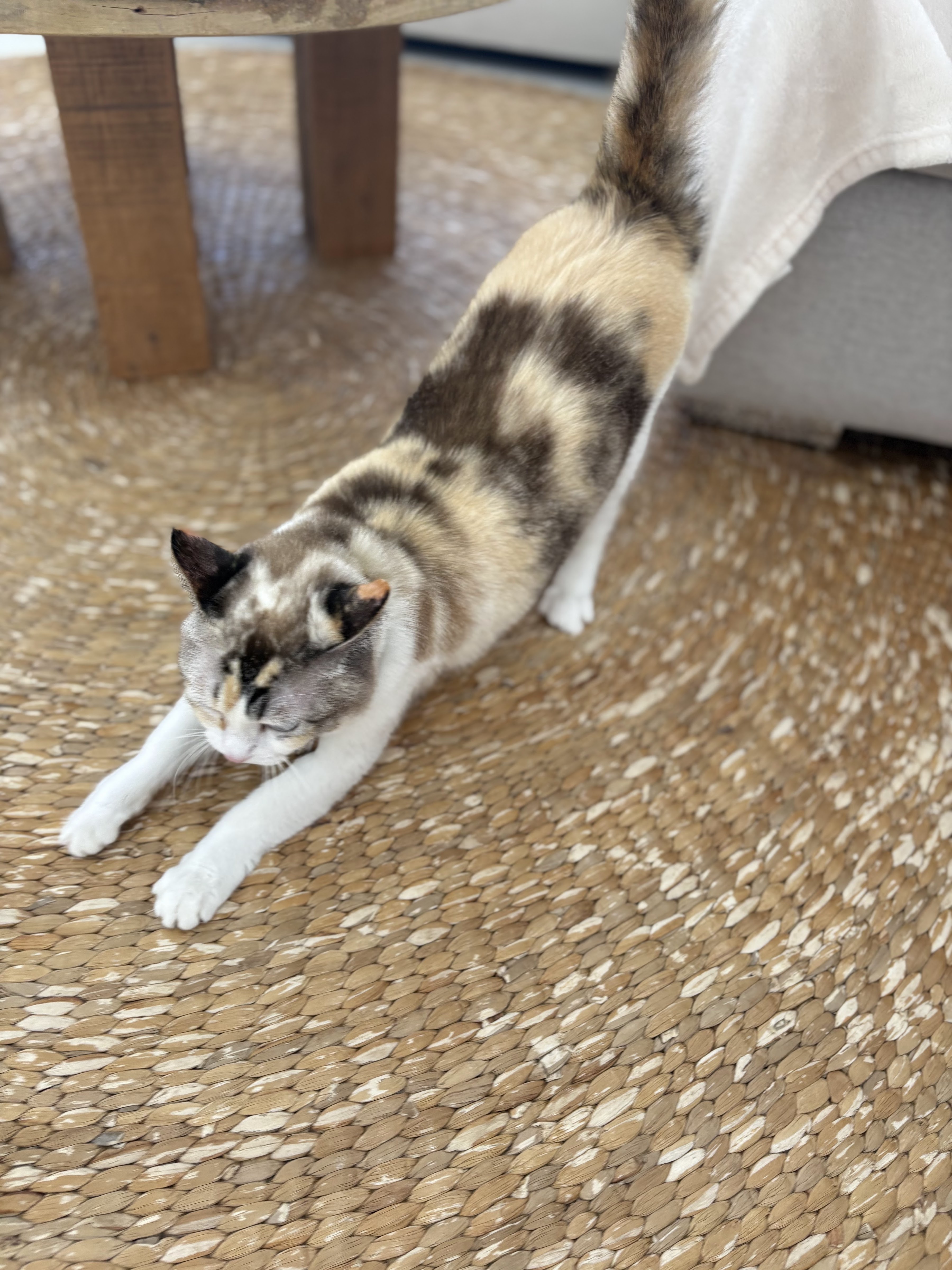 Cat Talay Hotel