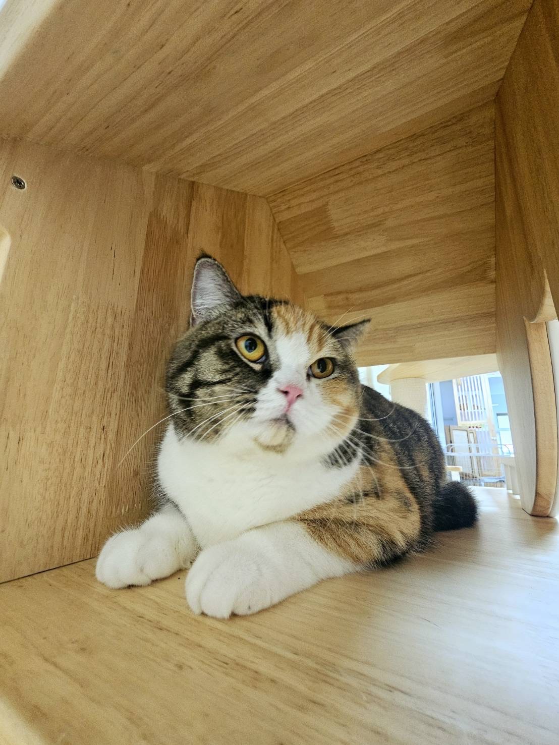 Catspurry Cat Hotel & Cat Grooming Phuket