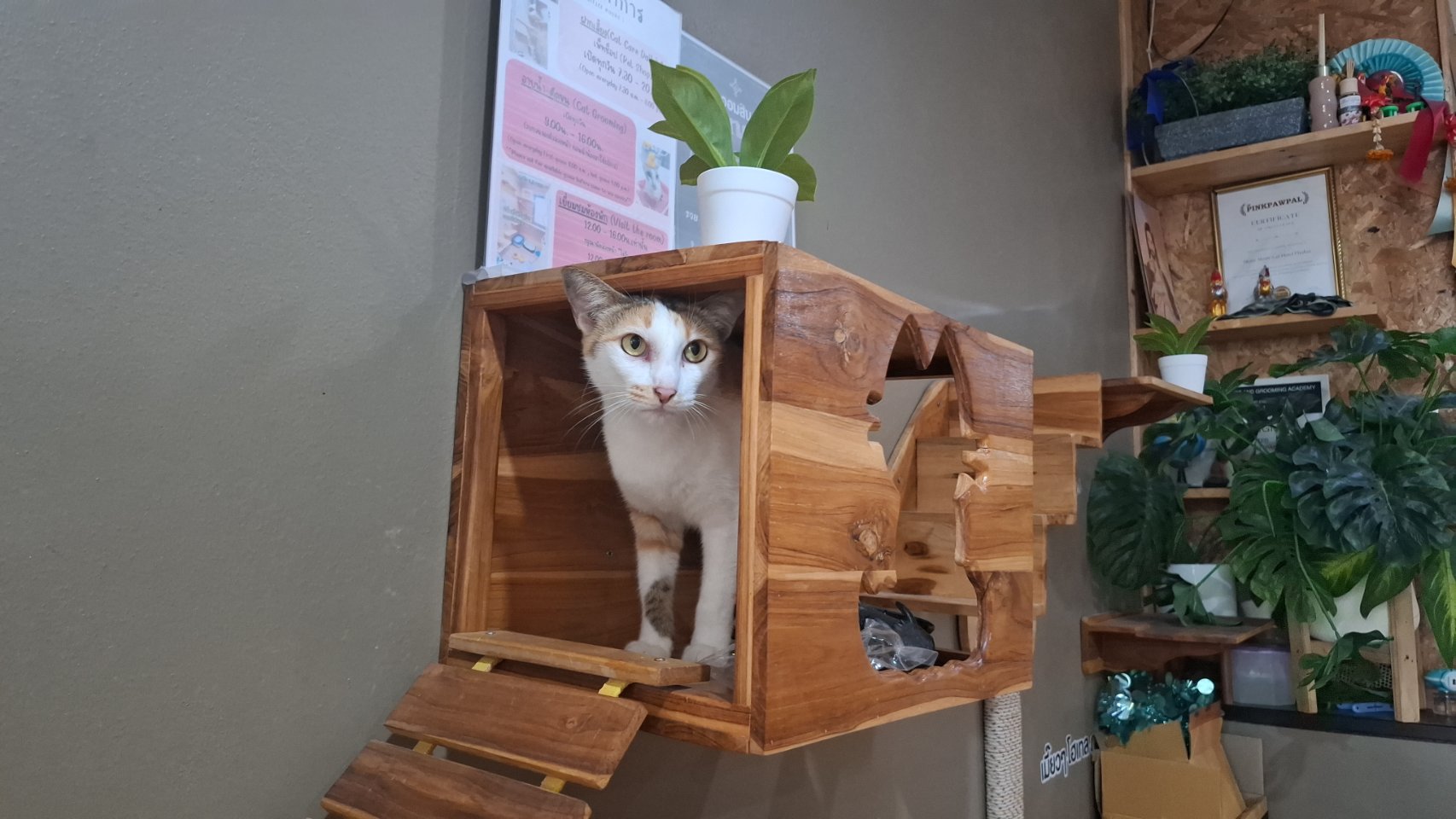Meow Meow Cat Hotel Phuket