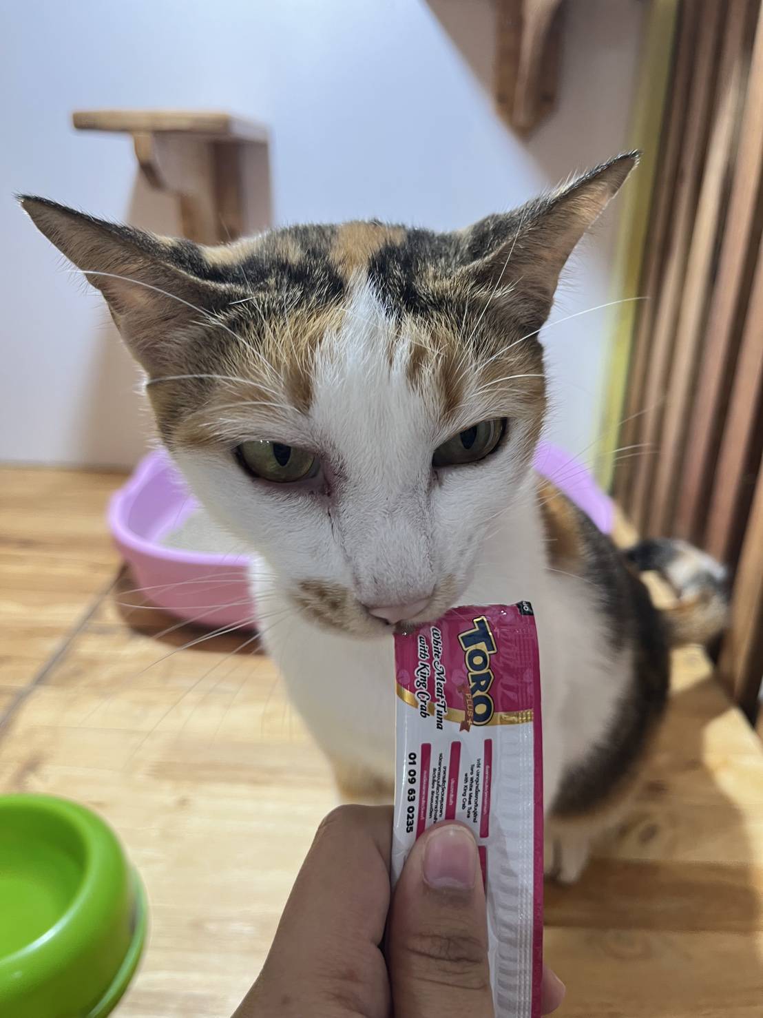 Meow Meow Cat Hotel Phuket