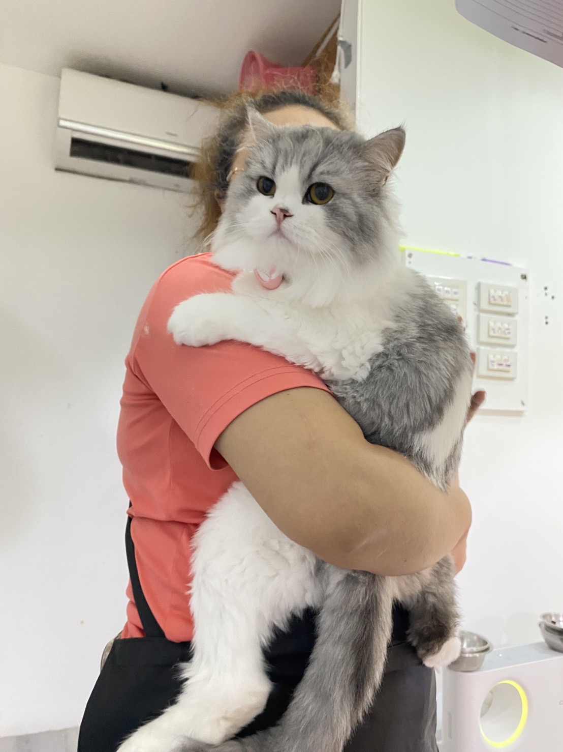 Meow Meow Cat Hotel Phuket