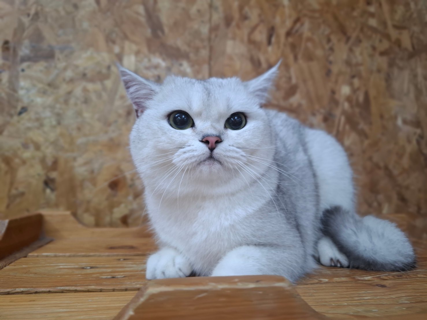 Meow Meow Cat Hotel Phuket