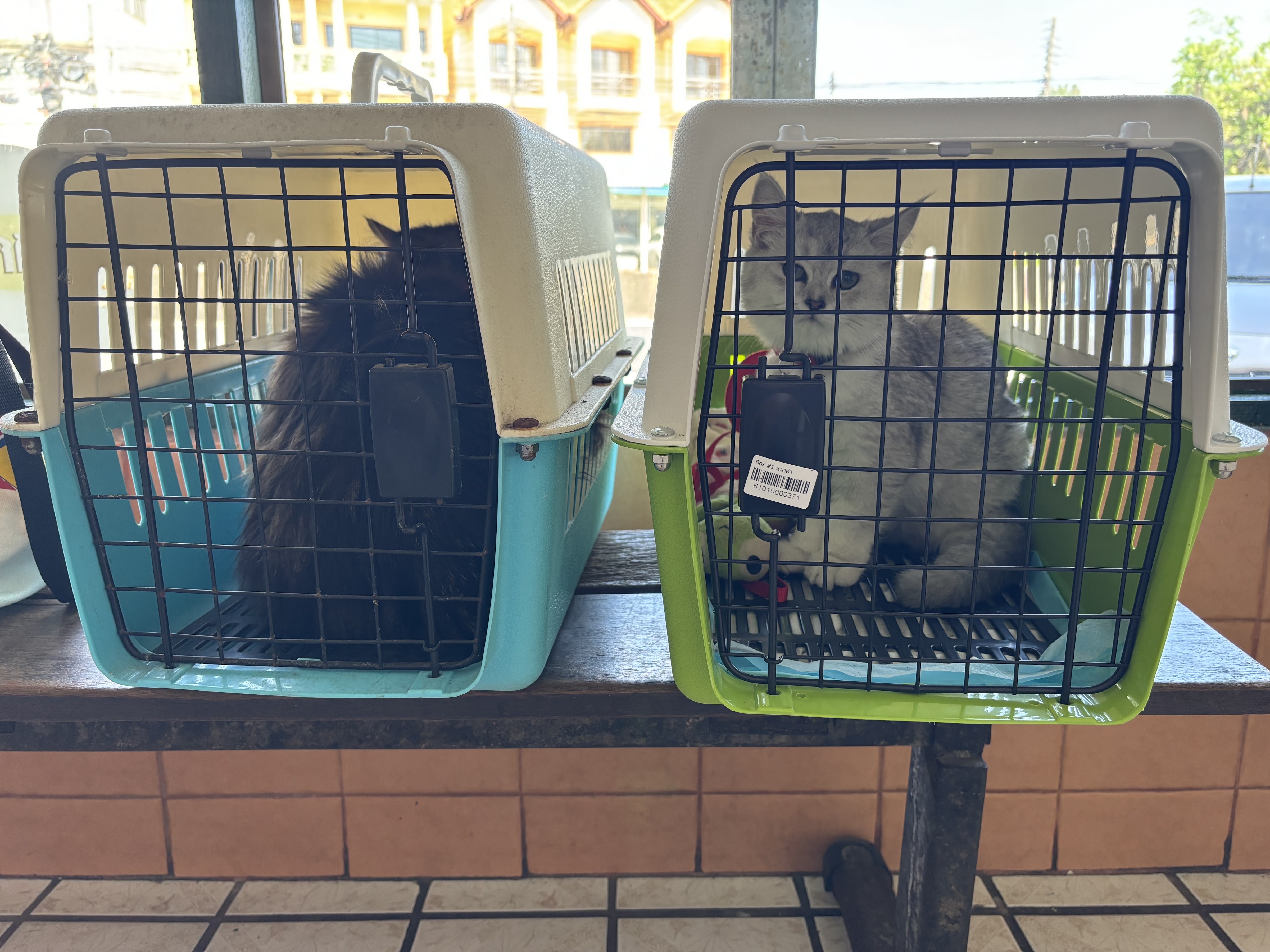 Phuket Animal Hospital