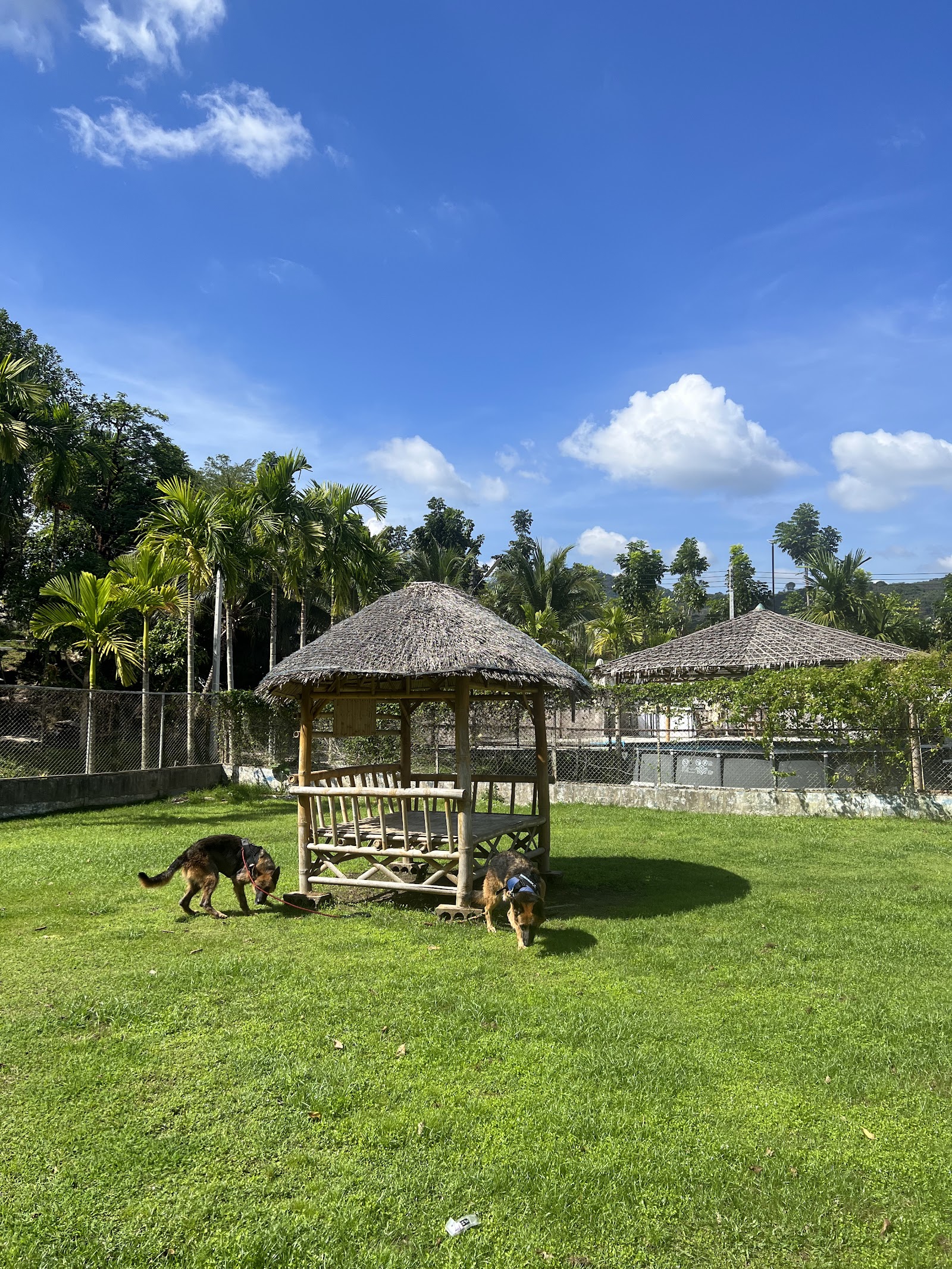 Phuket Dog Park