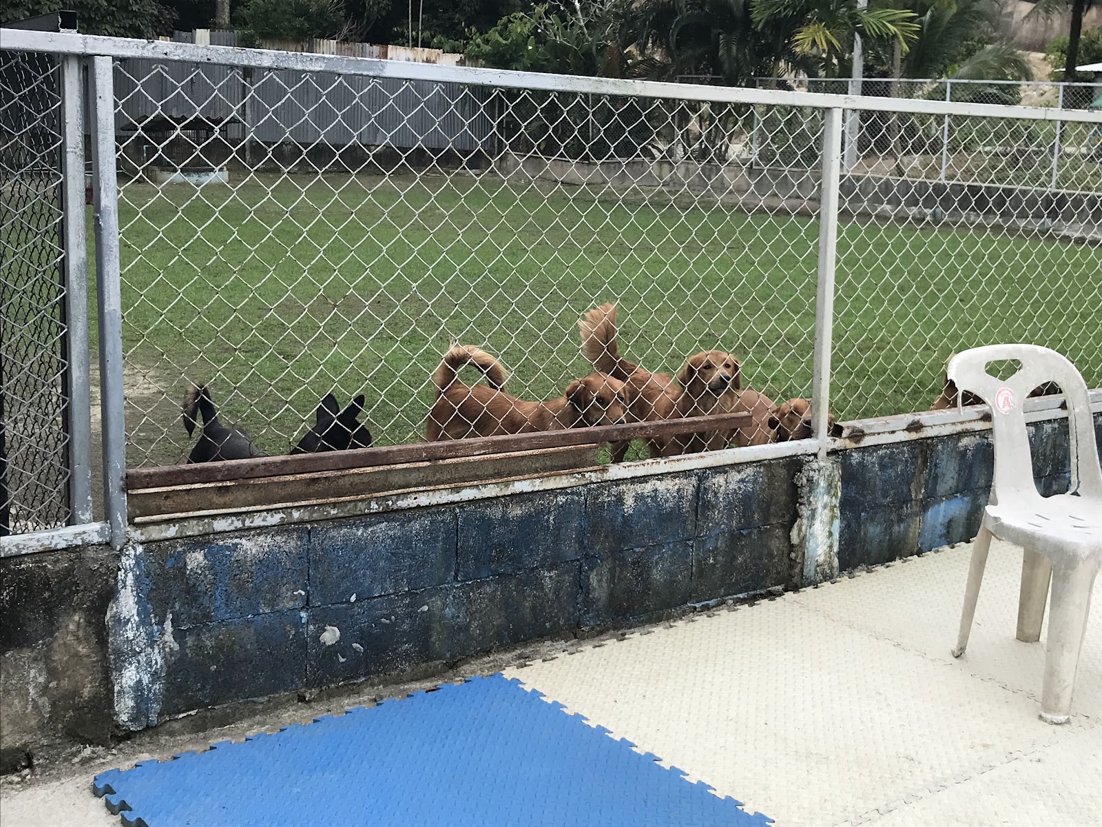 Phuket Dog Park