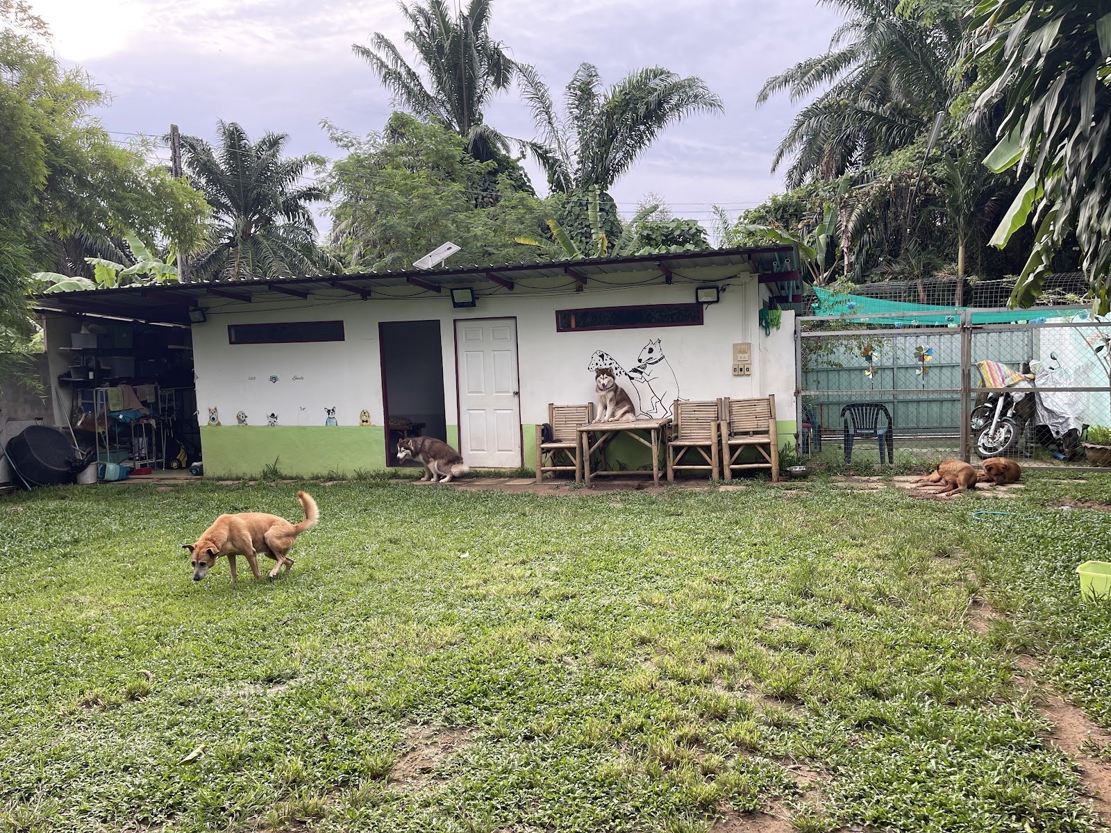 Phuket Dog Resort