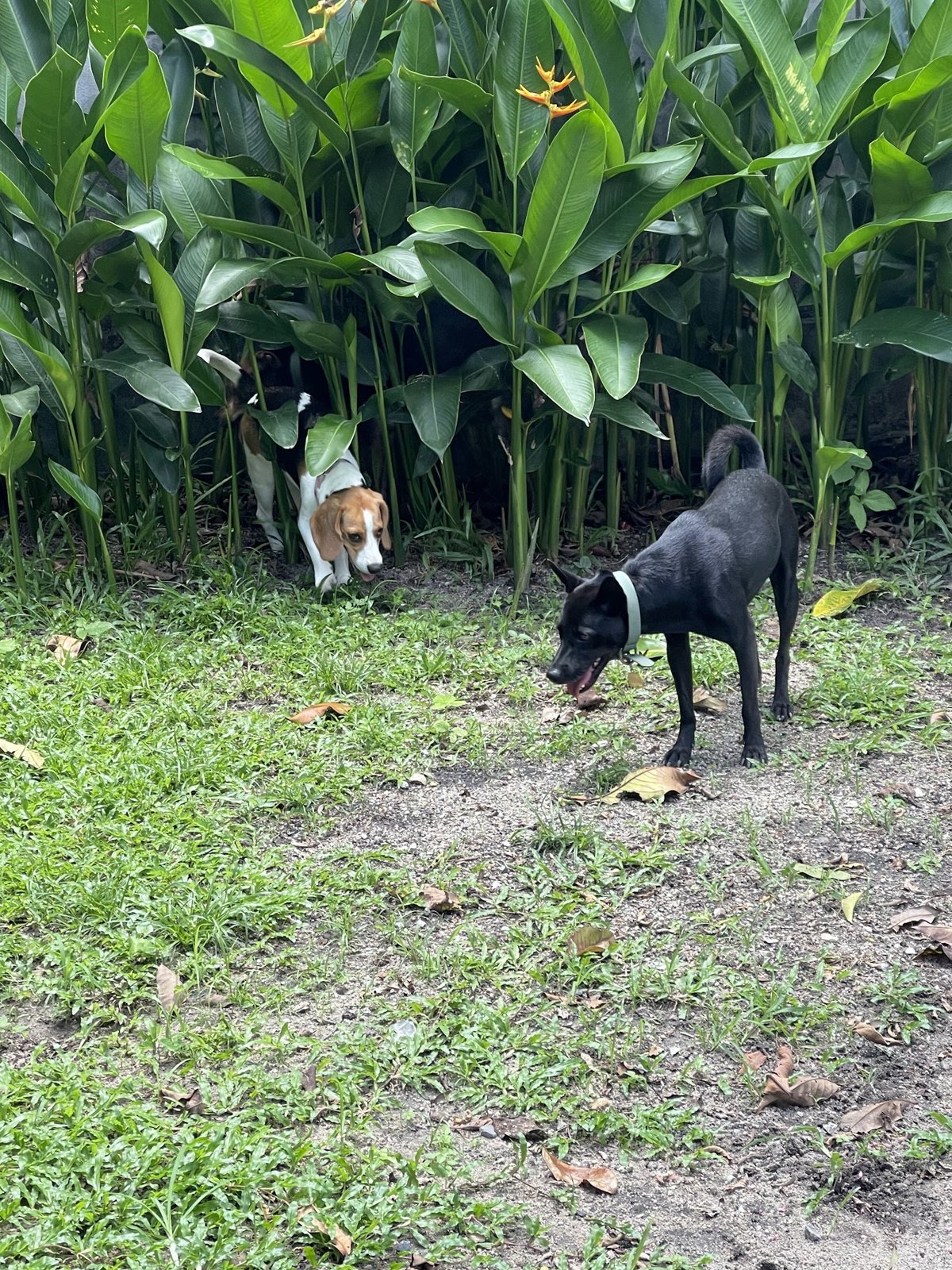Phuket Dog Resort