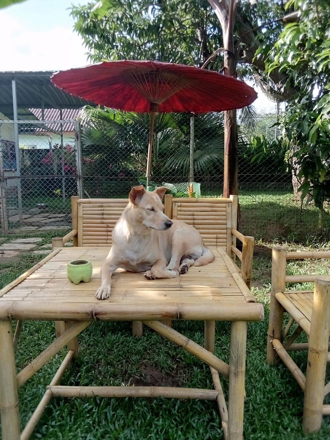 Phuket Dog Resort