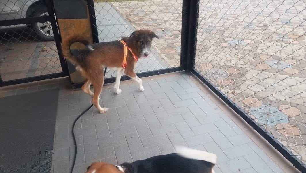 Phuket Dog Training and Boarding