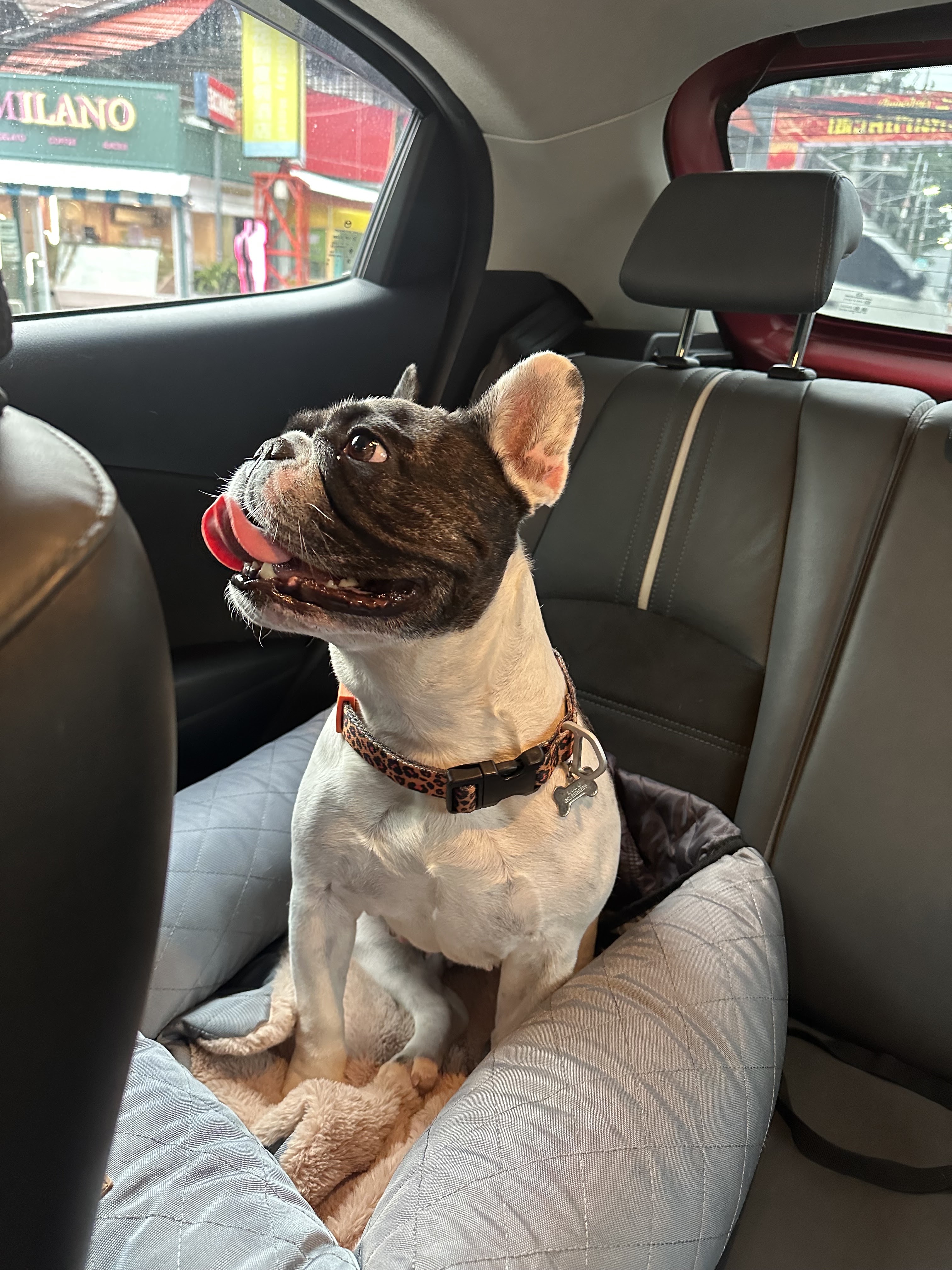 Phuket Dog Training and Boarding