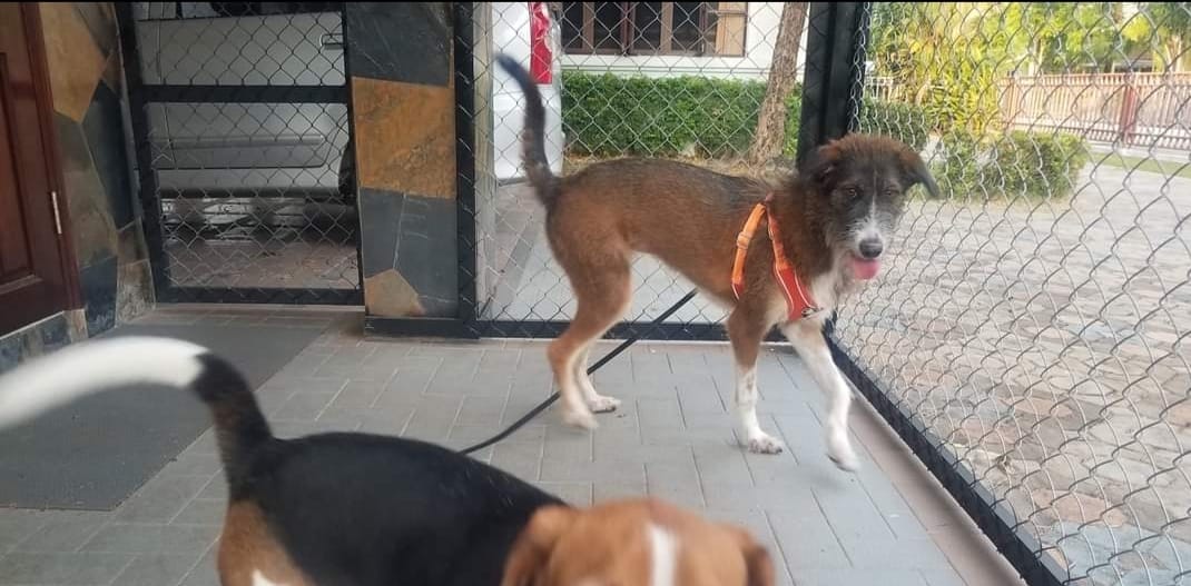 Phuket Dog Training and Boarding