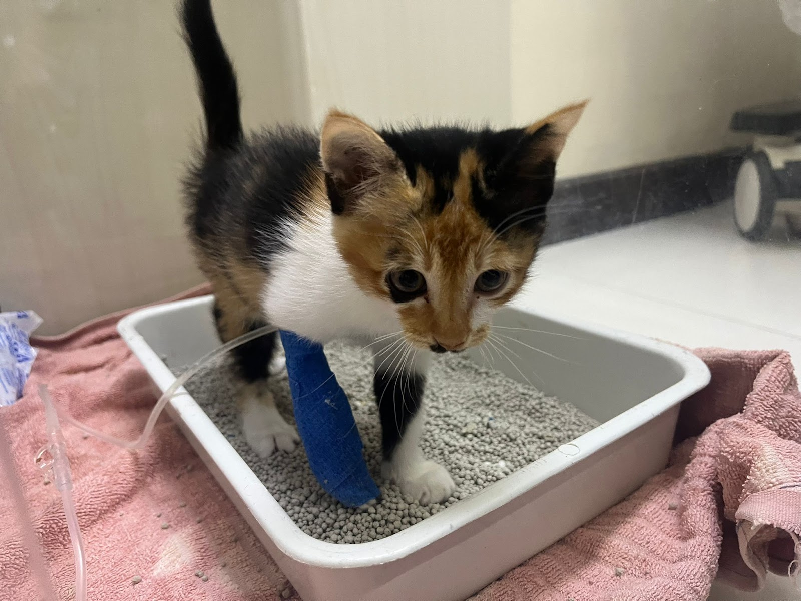 RTB Animal Hospital