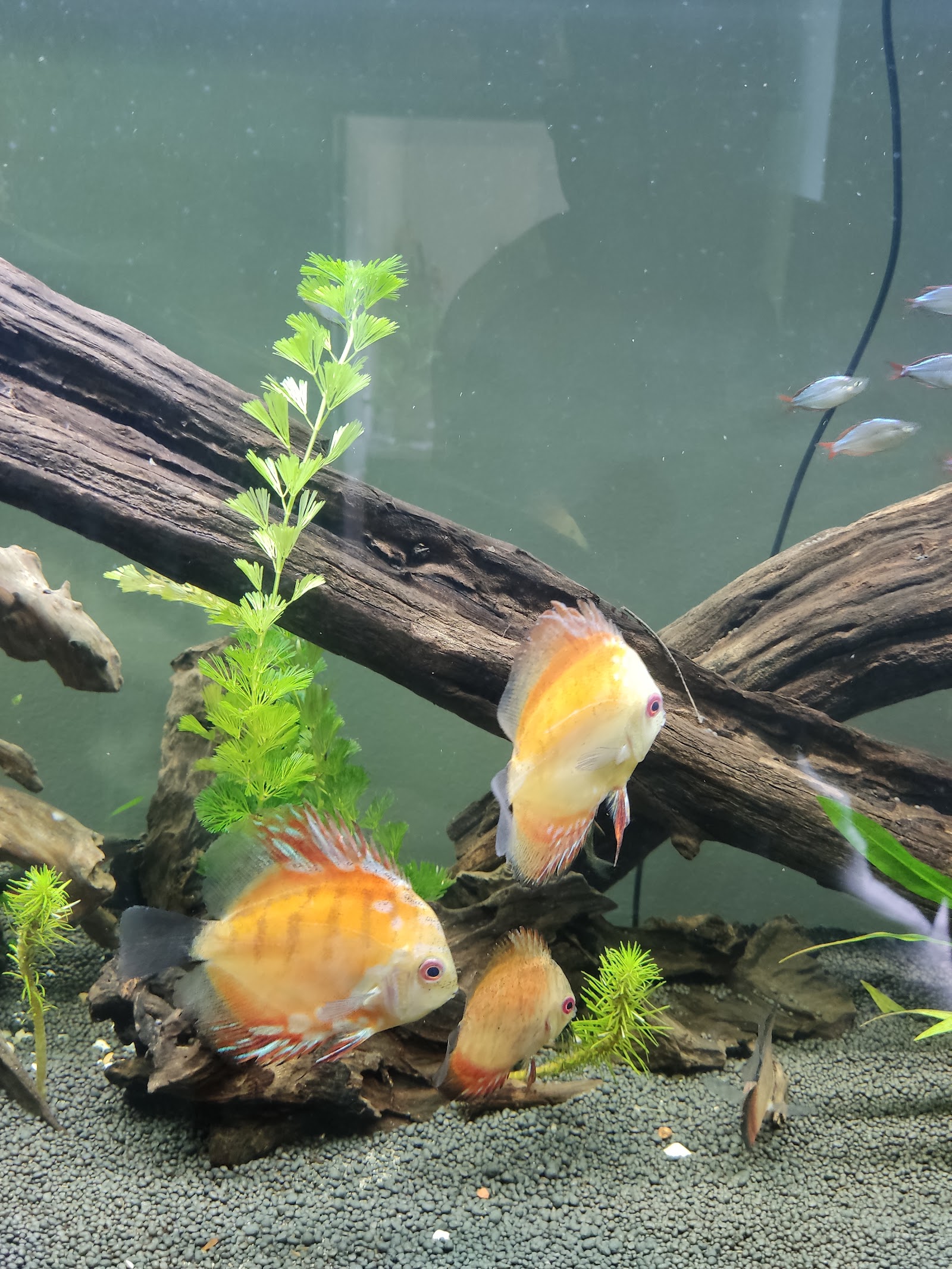 Bon Kai Aquarium