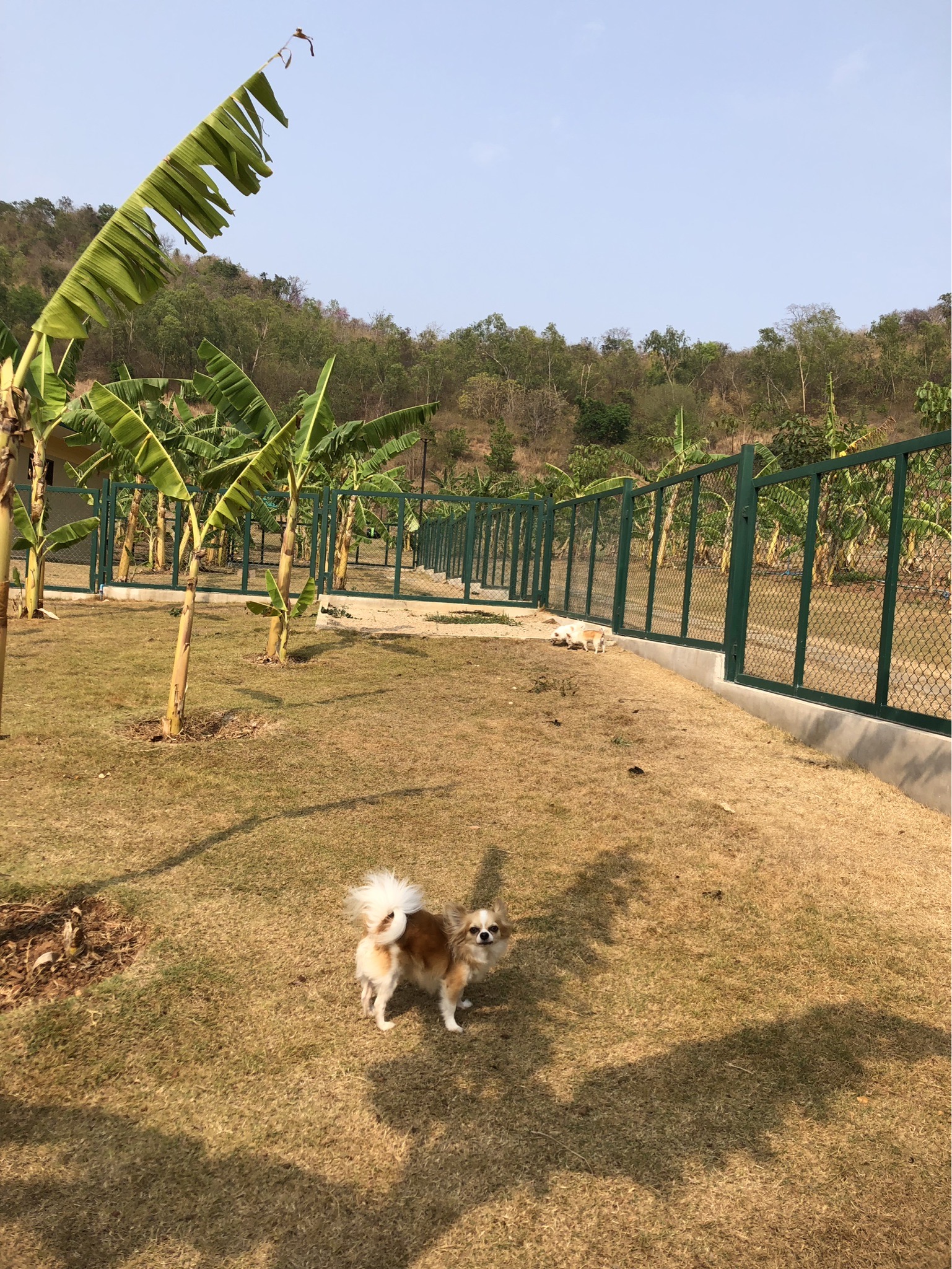 Dog Smile 24 Hua Hin