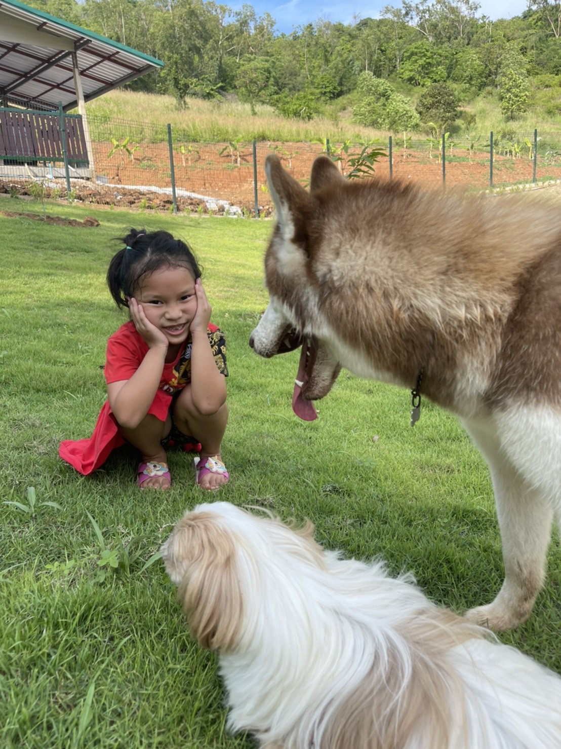 Dog Smile 24 Hua Hin