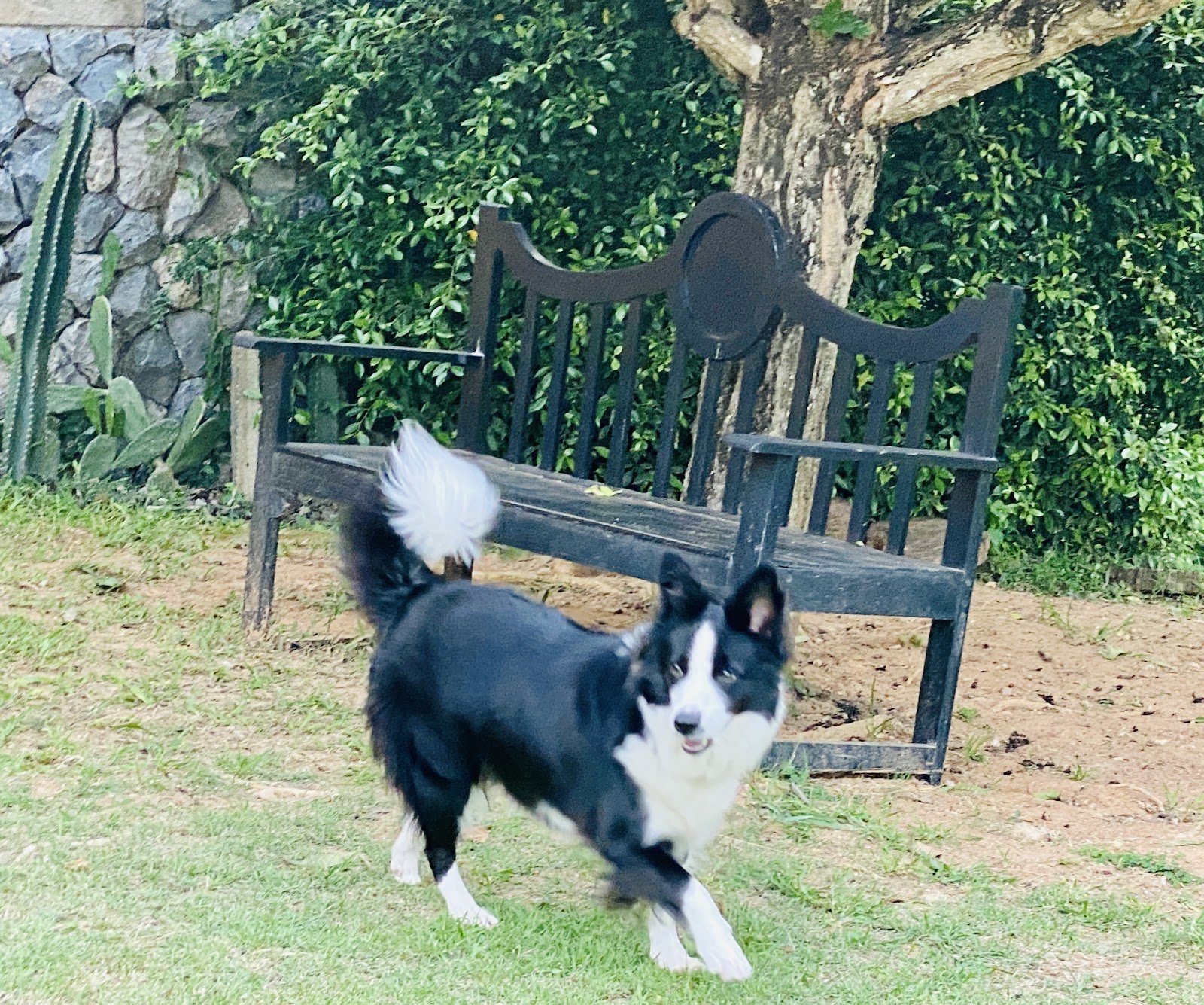 Doggy&Cat Paradise
