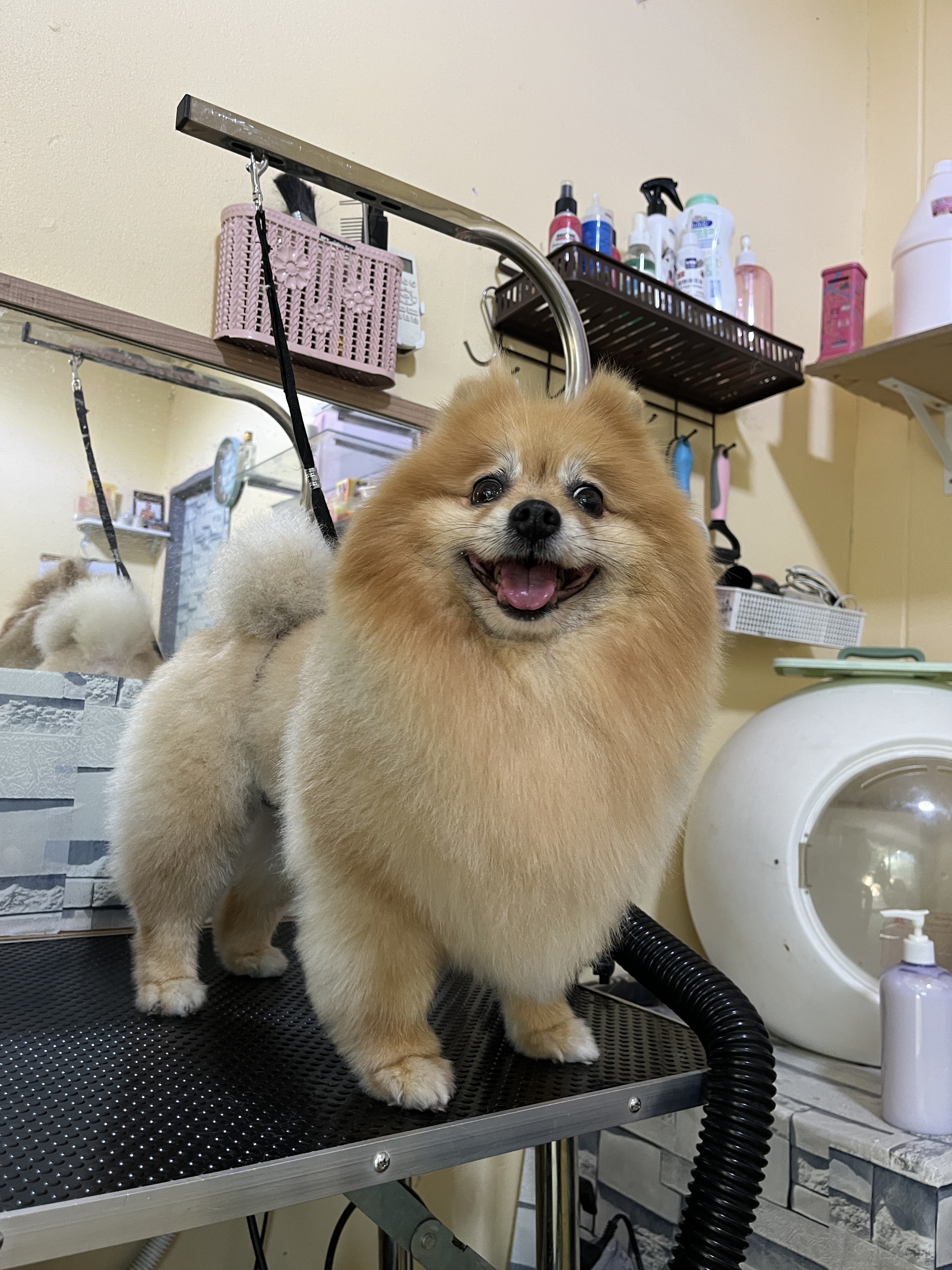 House groomers HuaHin