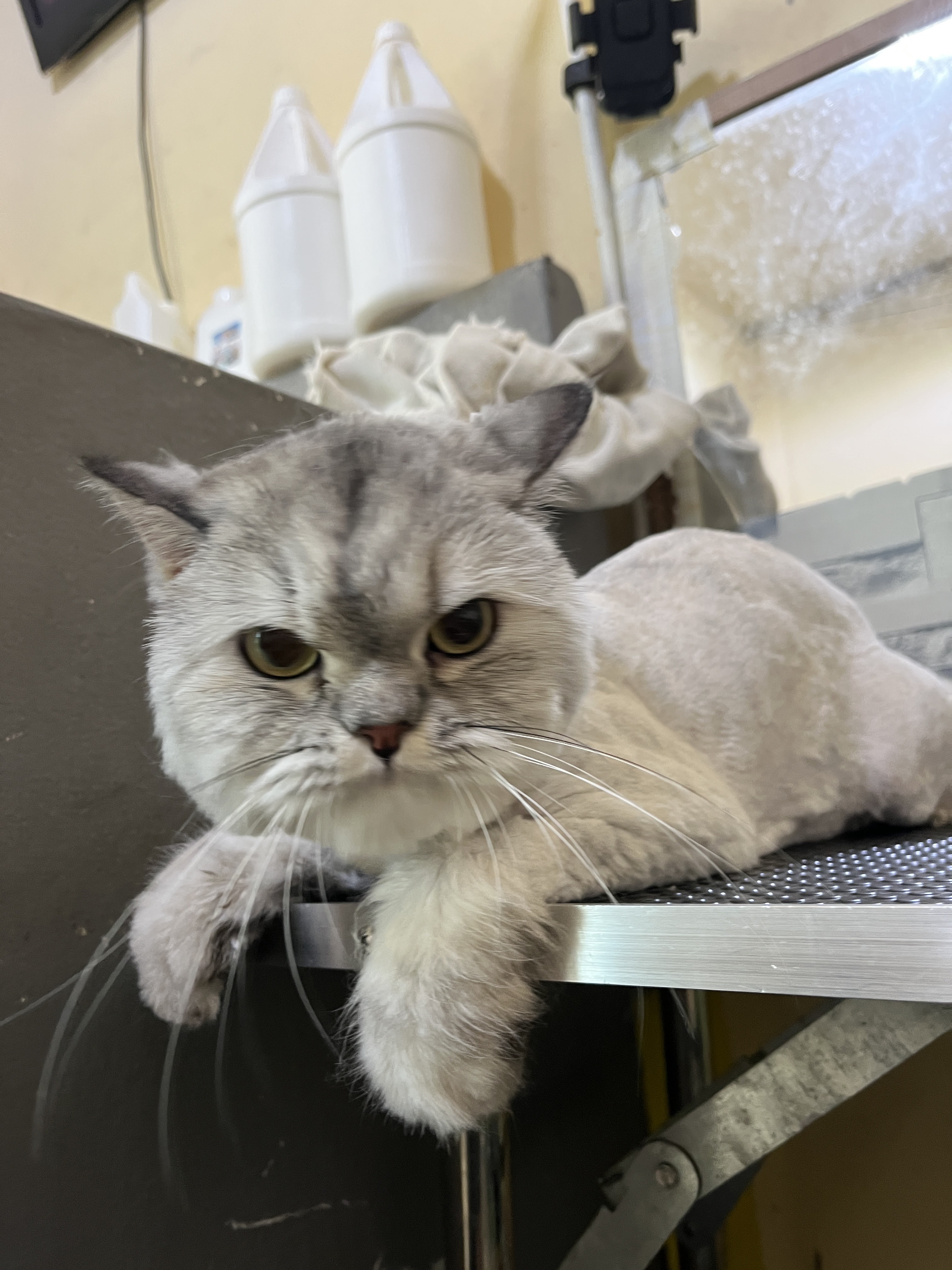 House groomers HuaHin