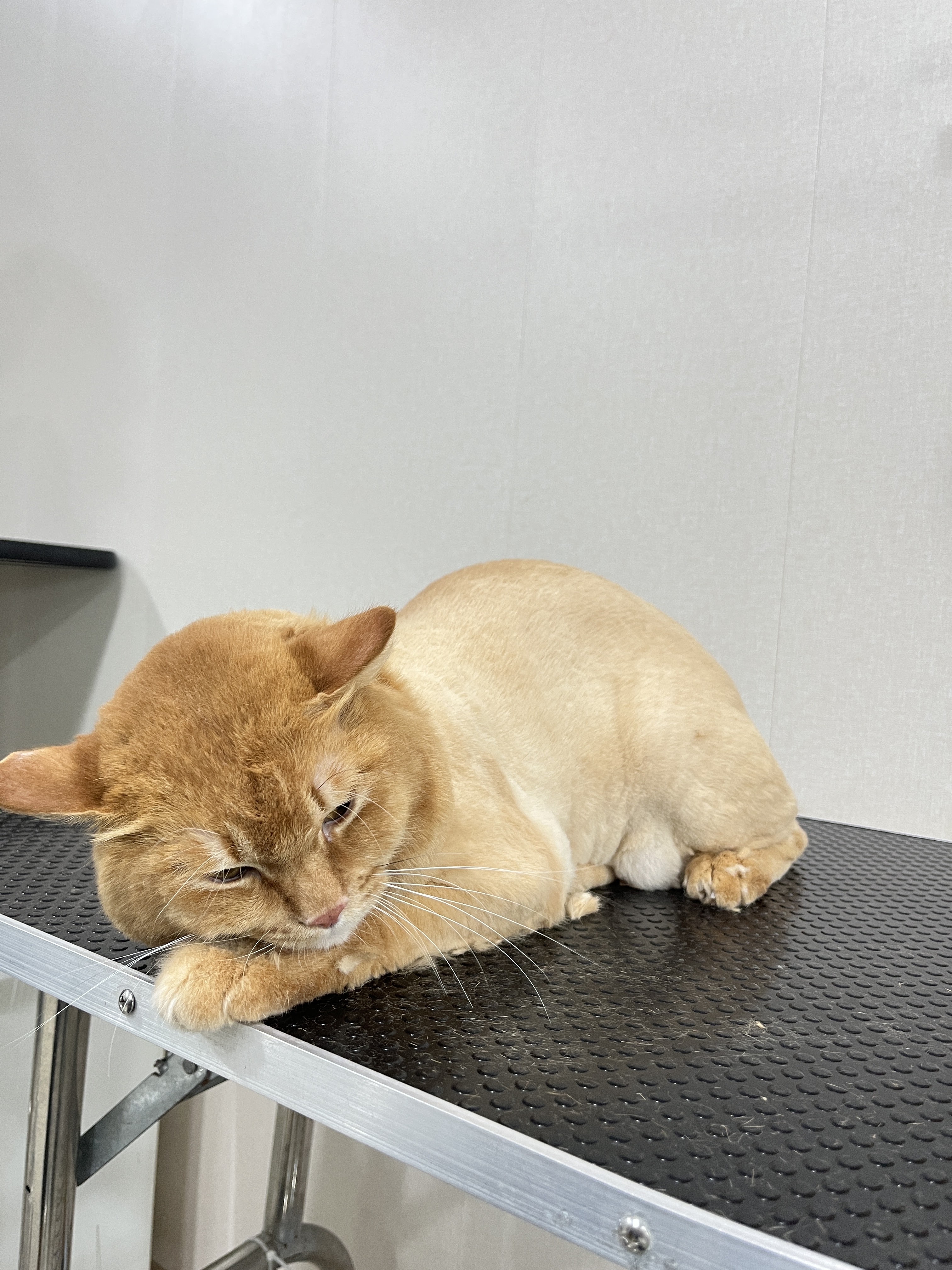 Nice Pets Grooming
