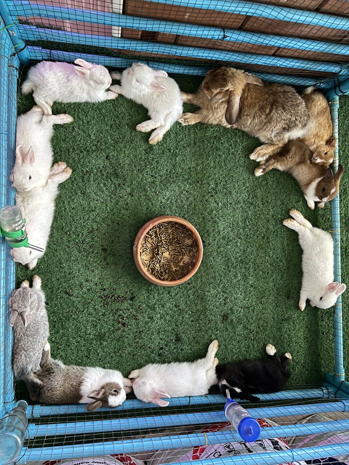 Pet Shop