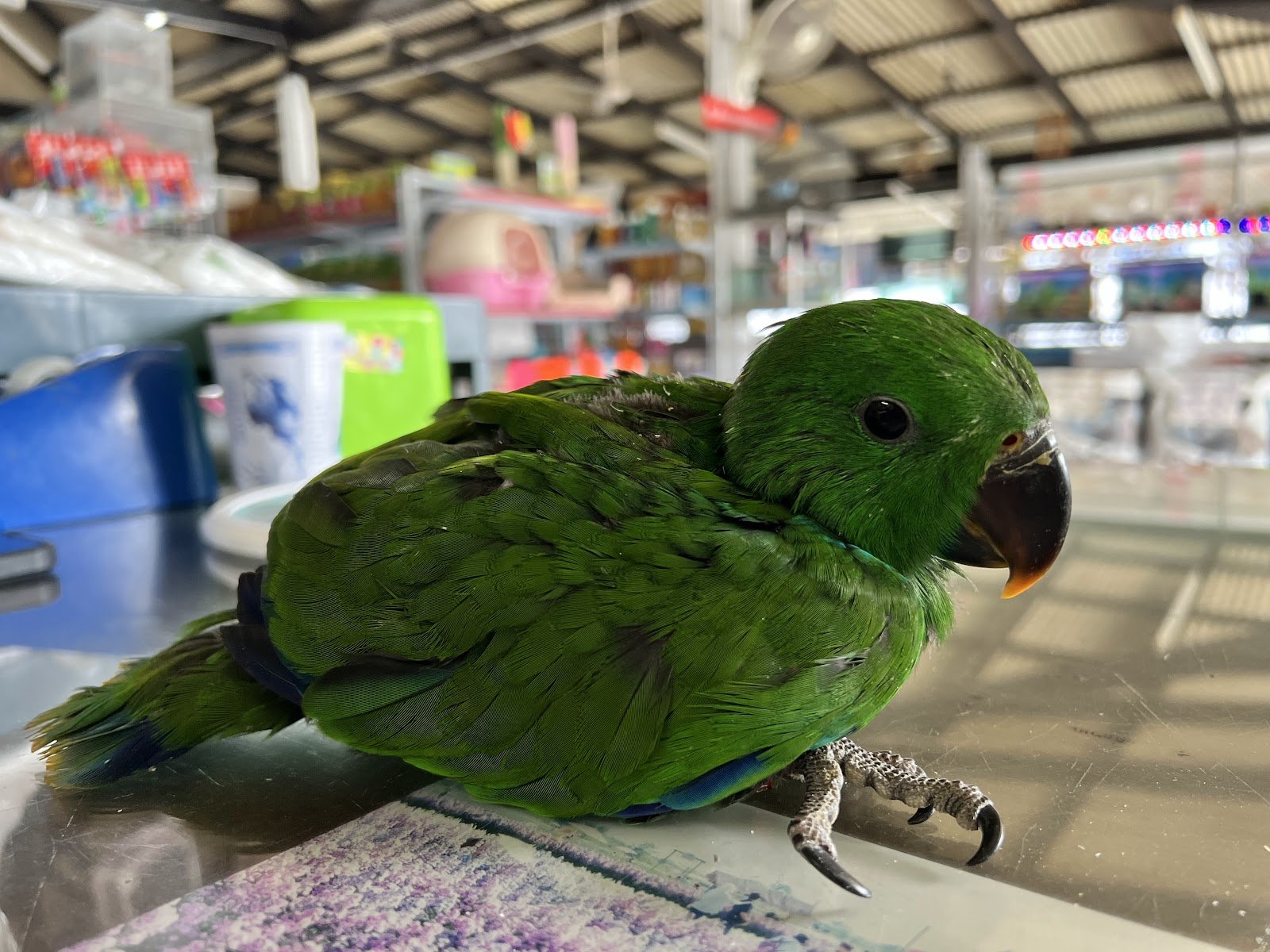 Pet Shop