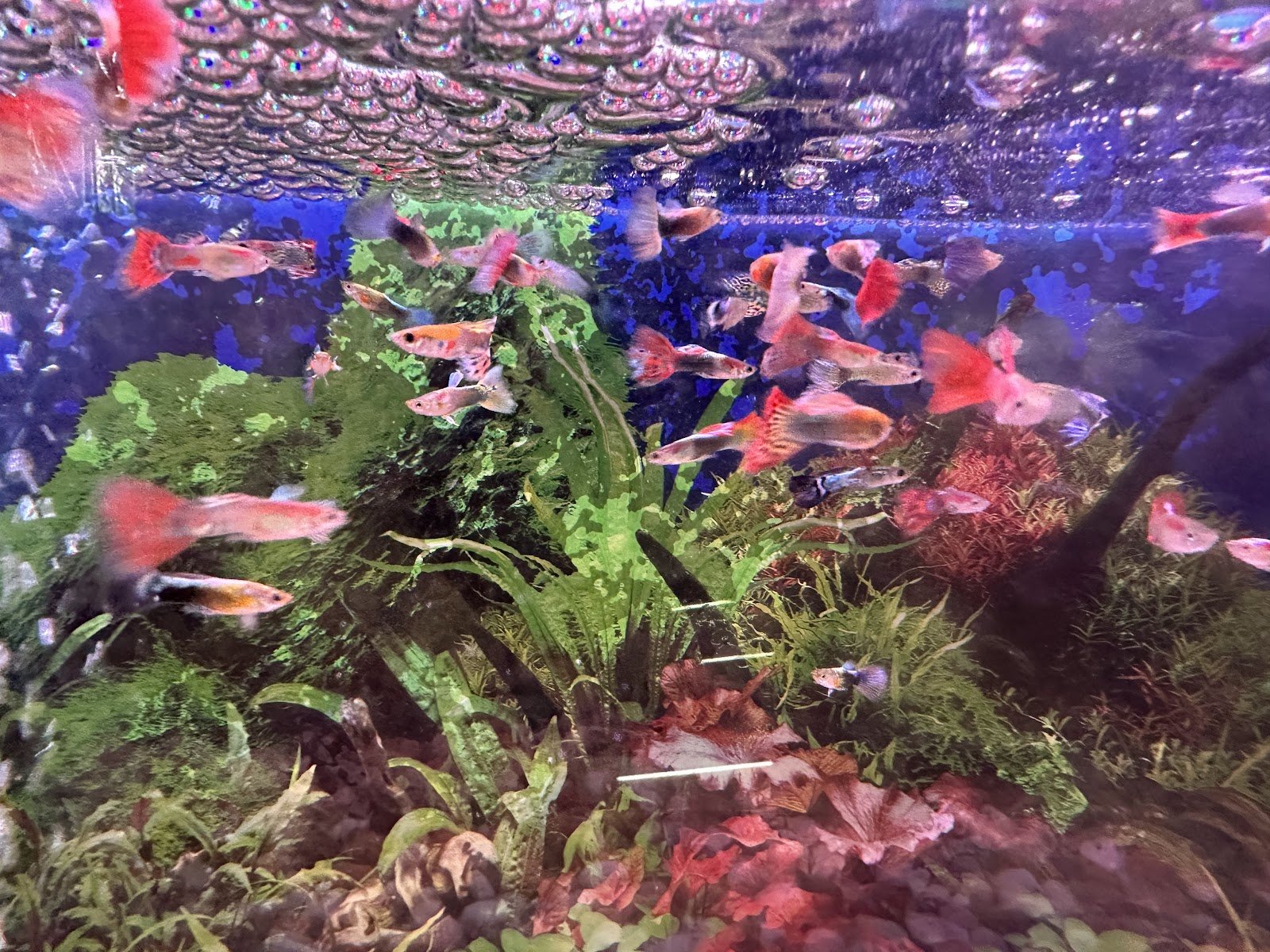 Pet Shop