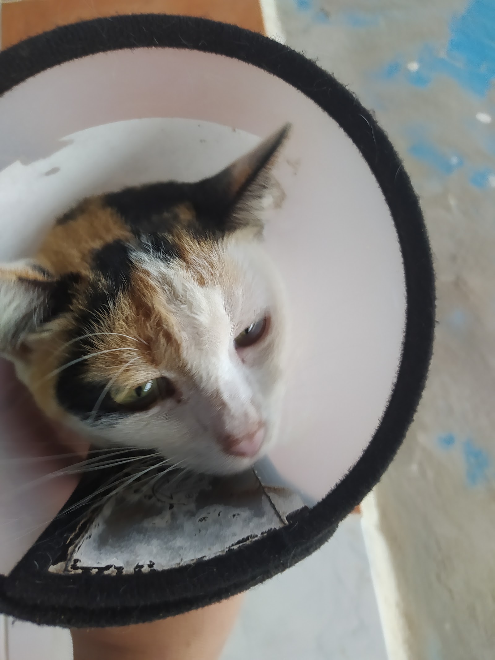 samroiyod love pet