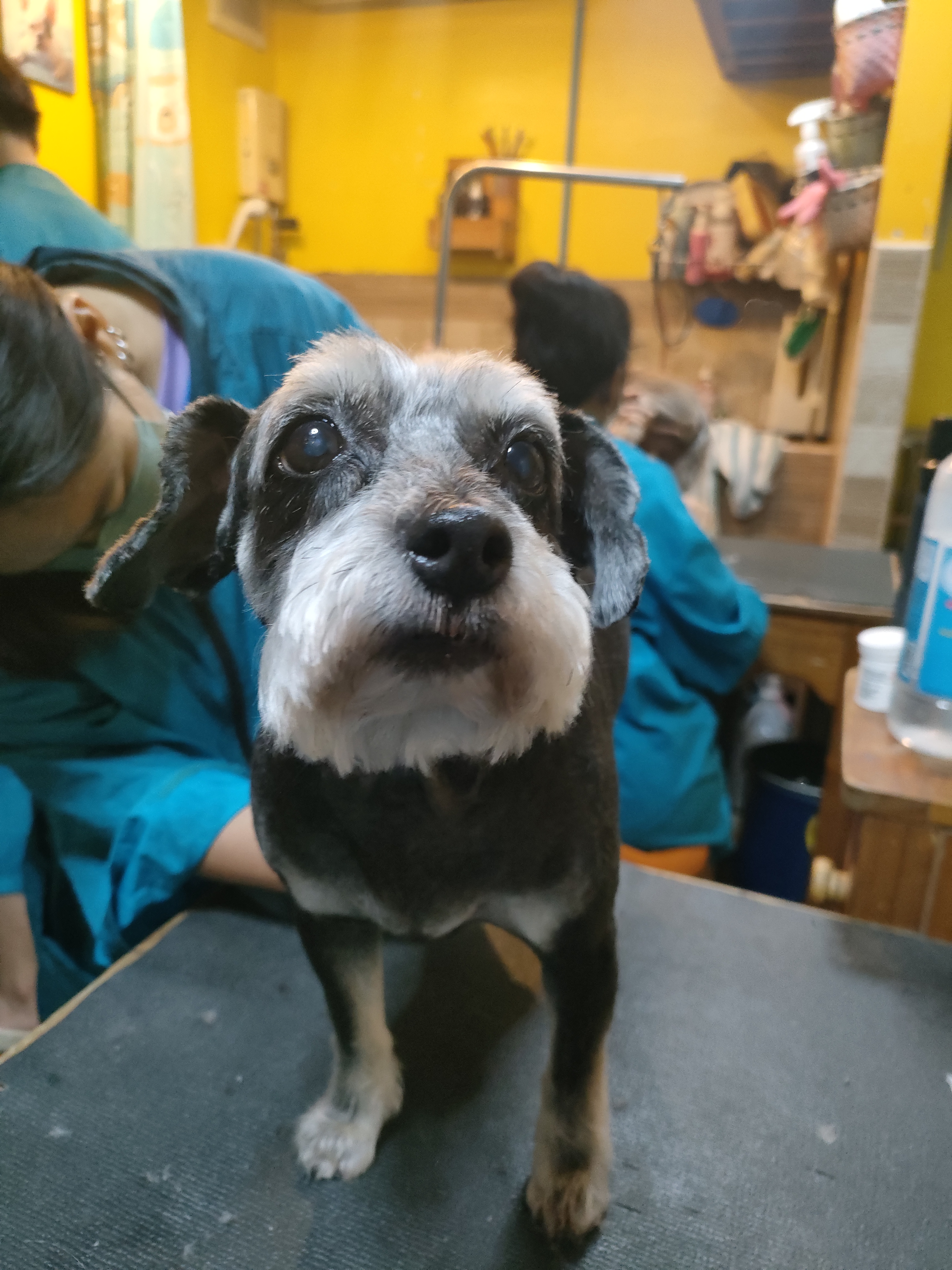 The Dog grooming & spa hotel