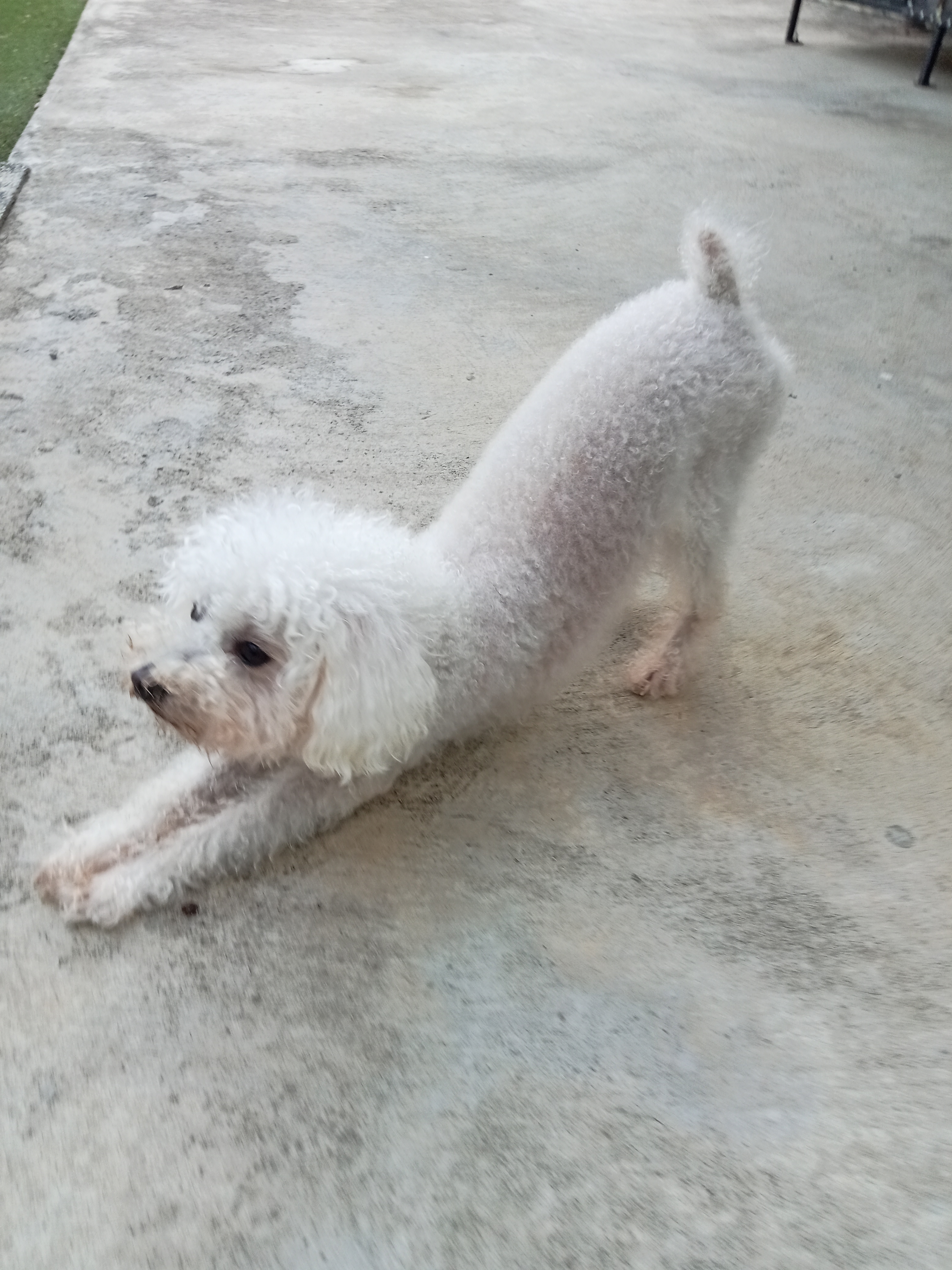 TuaHouse Pets HomeStay
