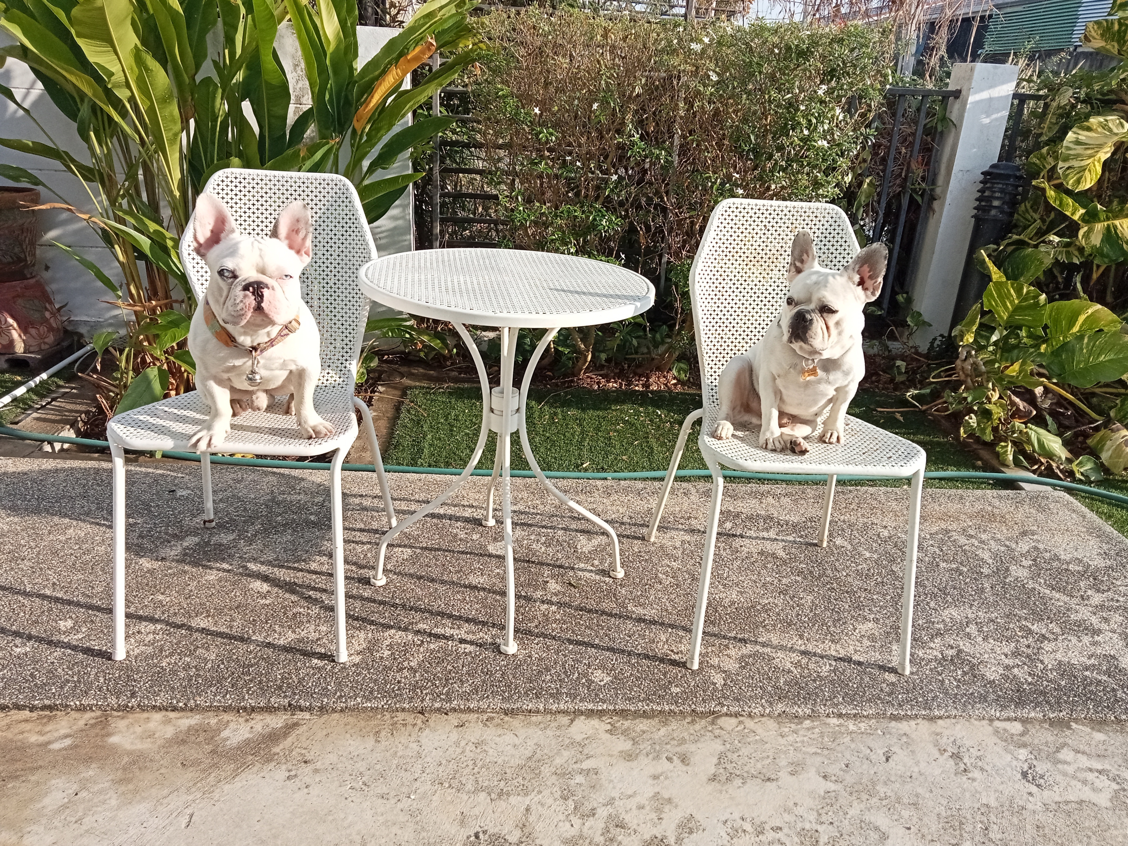 TuaHouse Pets HomeStay