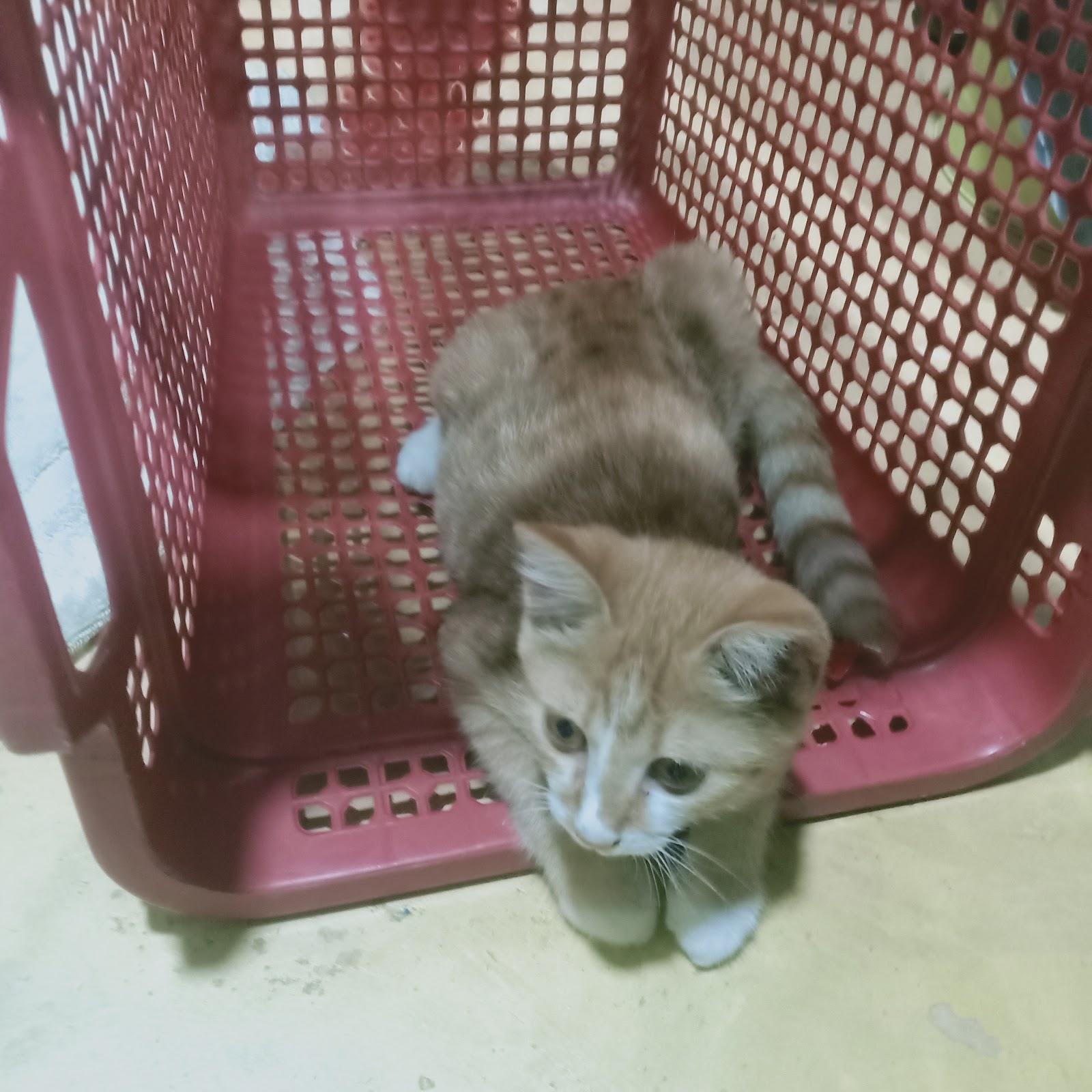 Veterinarian Prachuap