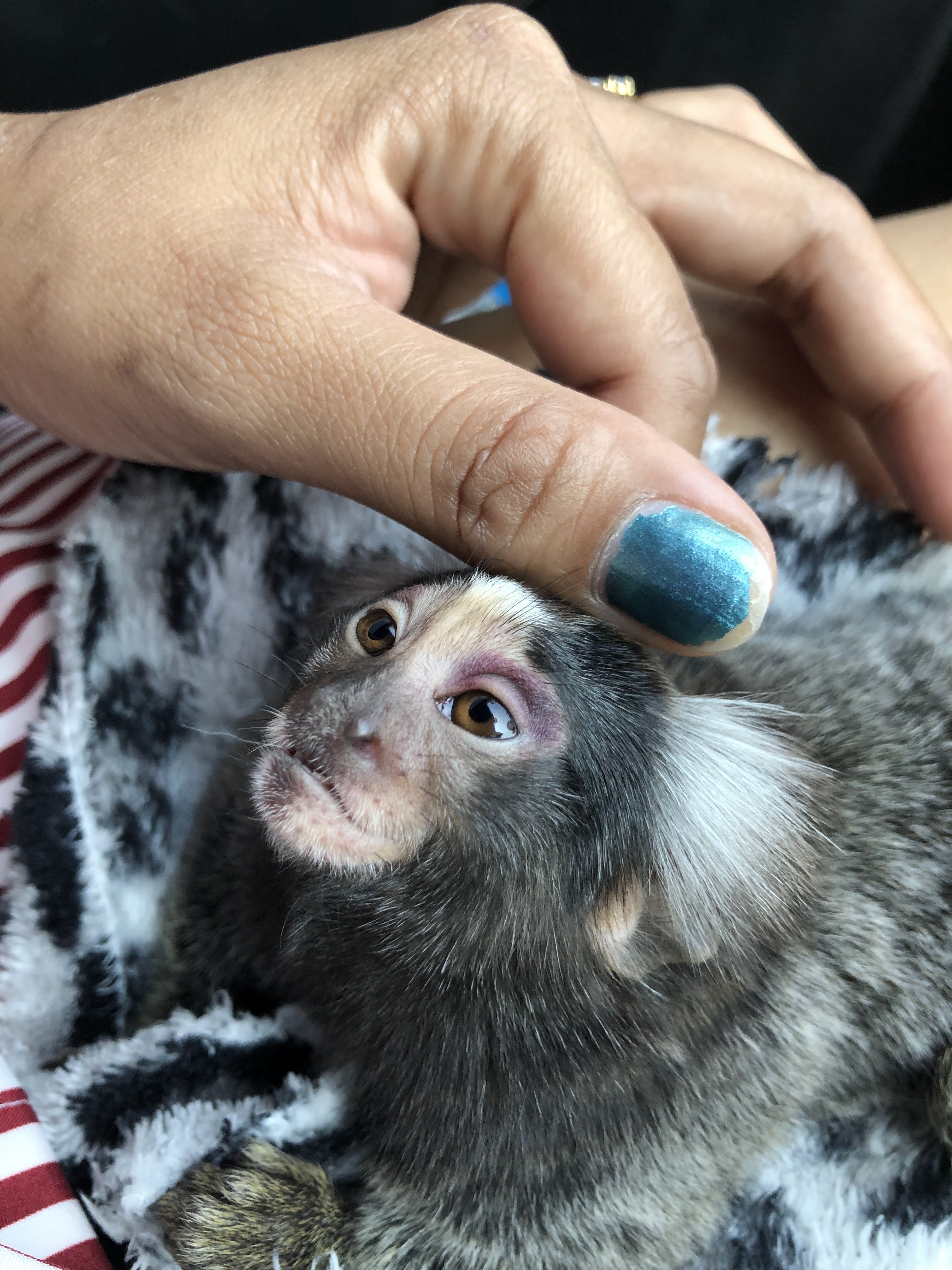 Apiwat Pet Clinic