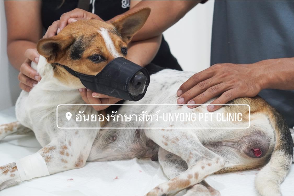 Anyeong Animal Hospital